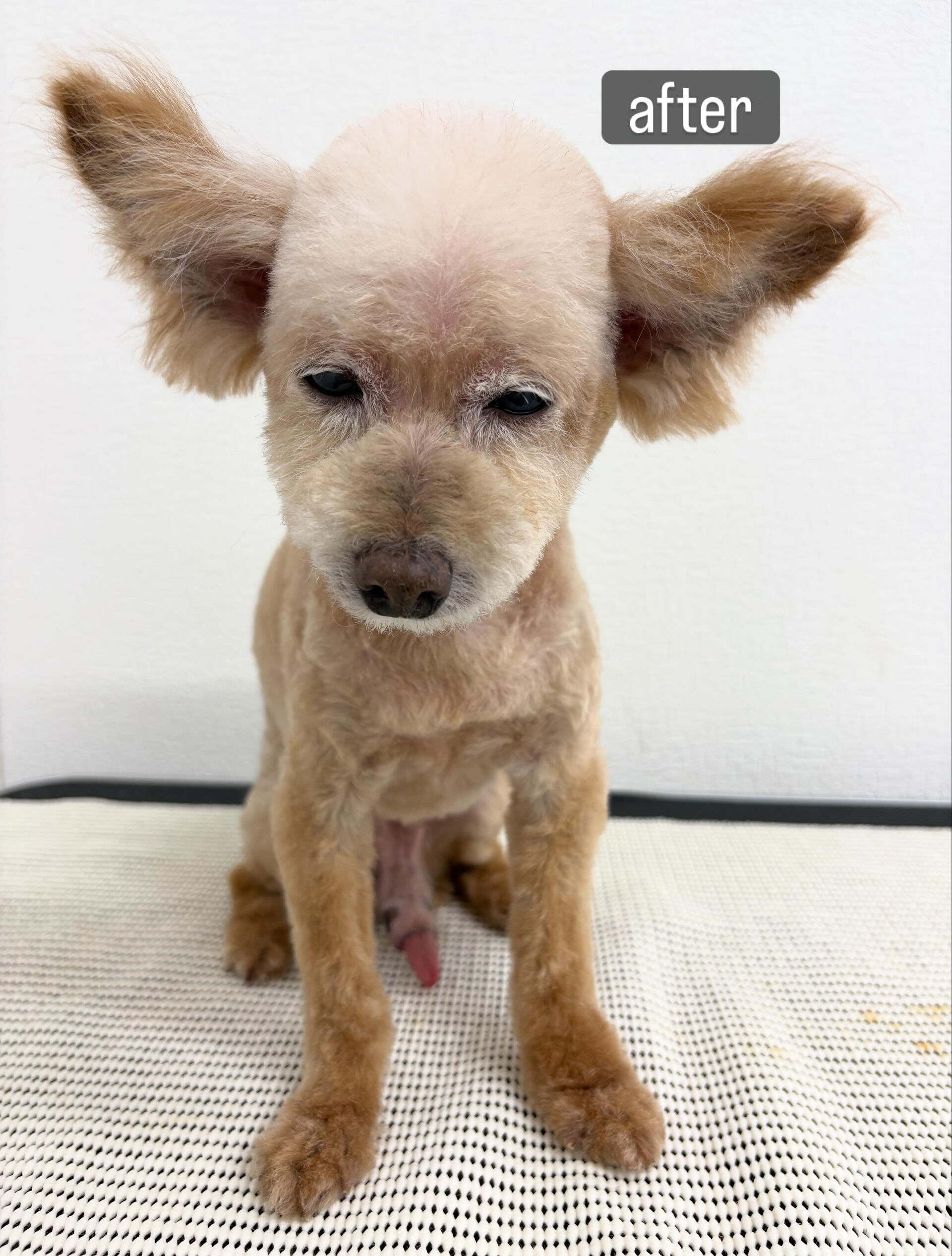 先日、実家のわんこをトリミングしました🐶🫧
