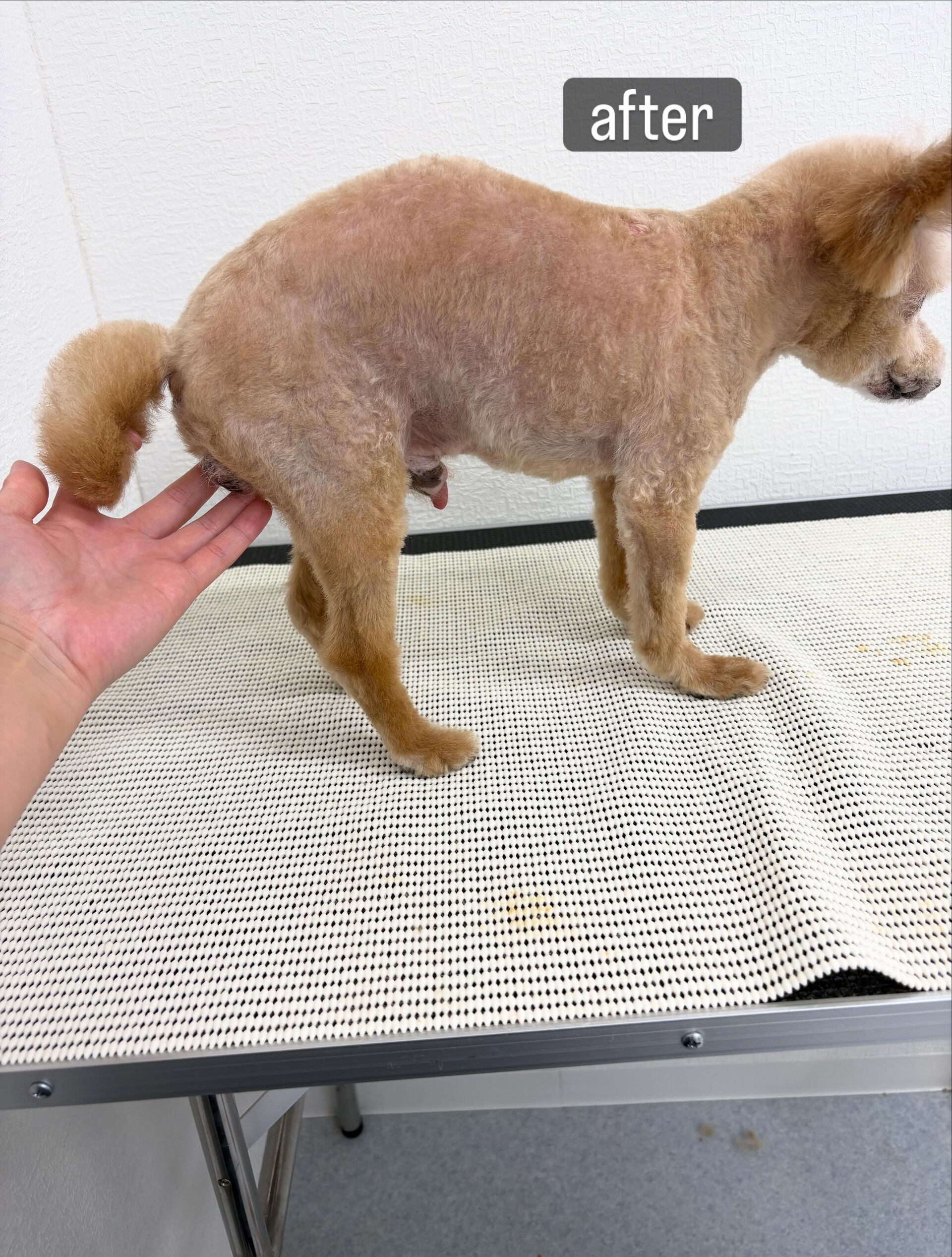先日、実家のわんこをトリミングしました🐶🫧