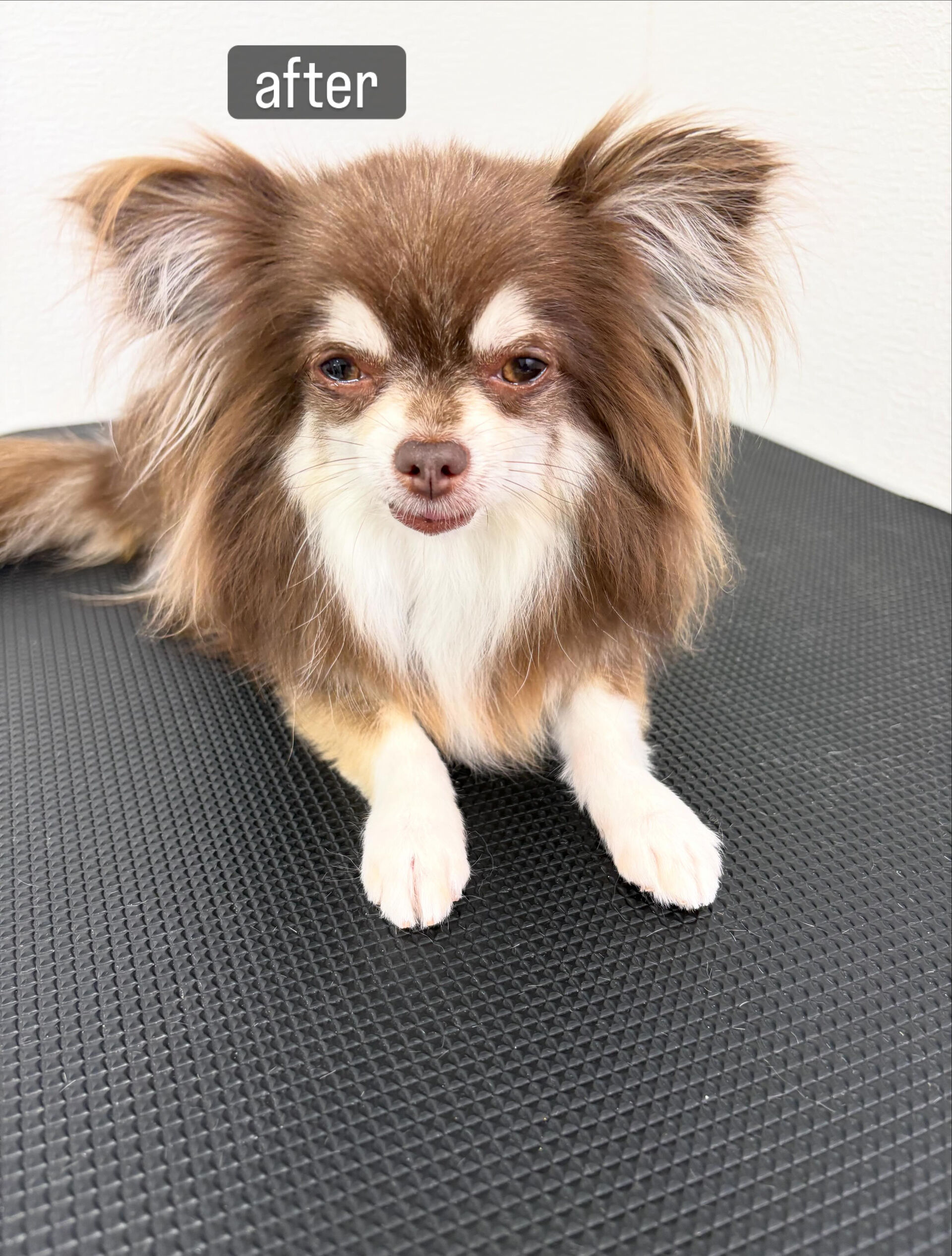今まで相方ちゃんと別の場所に通っていたモカくん🐶
