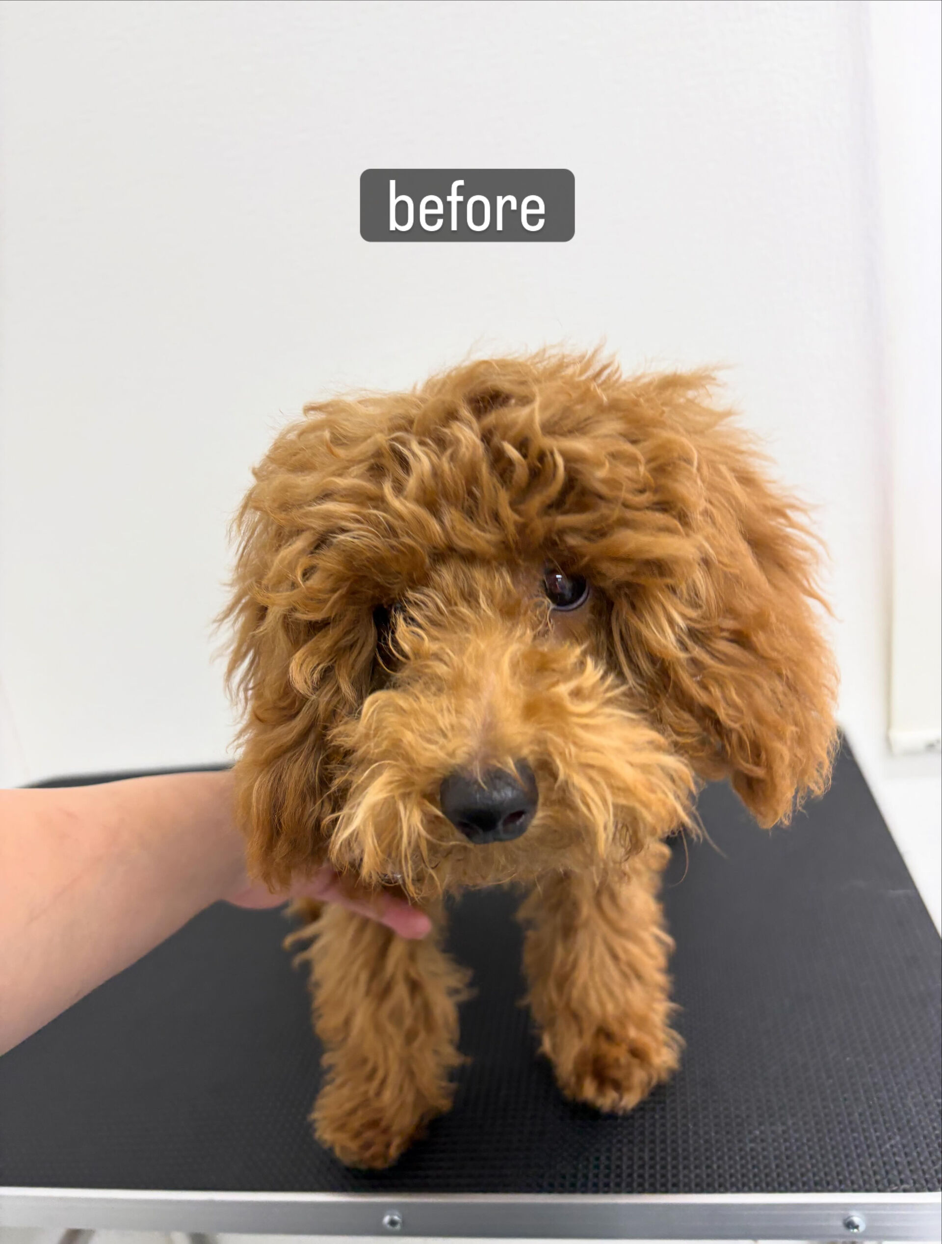 ファーストトリミングをお任せいただきました🐶✂️