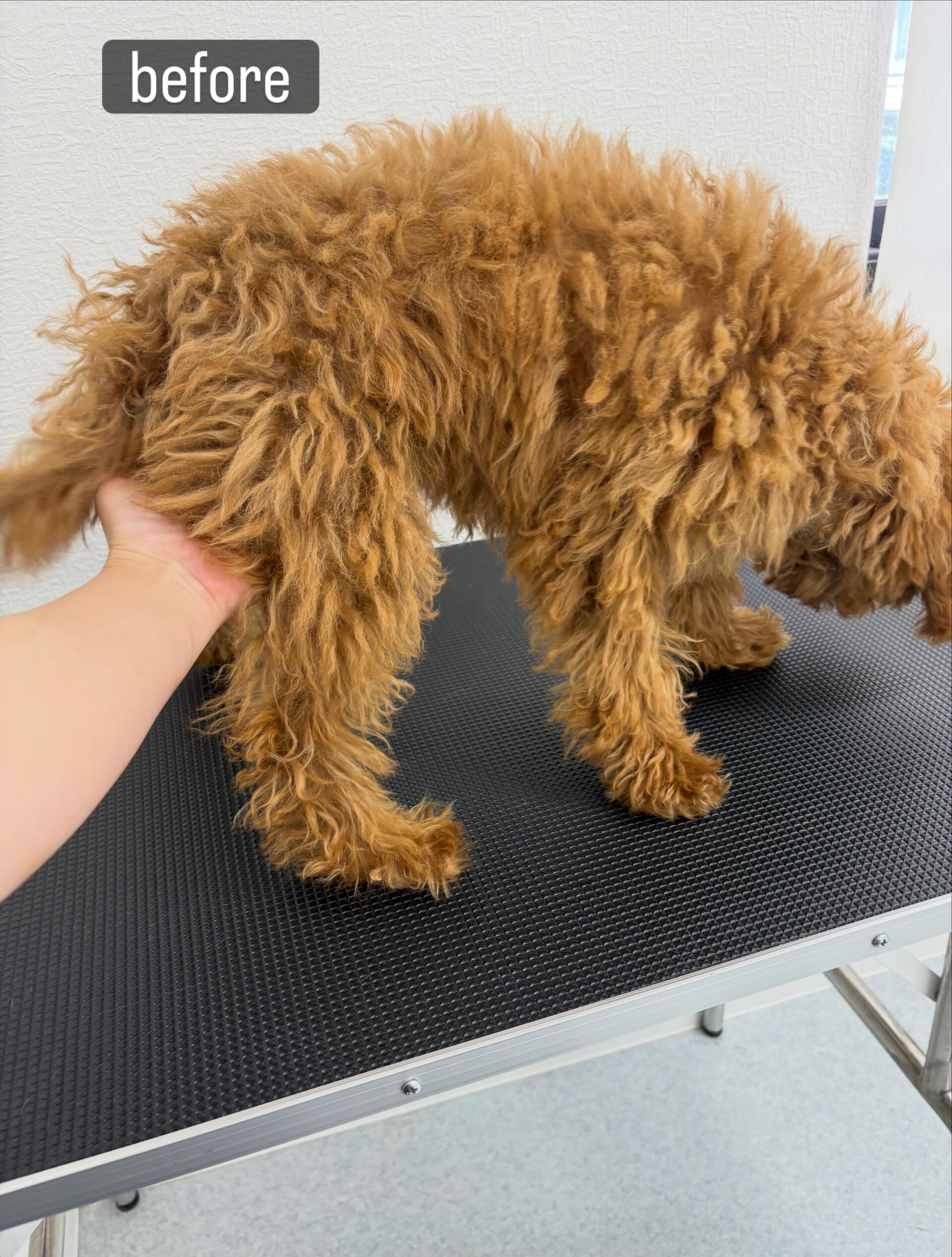 ファーストトリミングをお任せいただきました🐶✂️