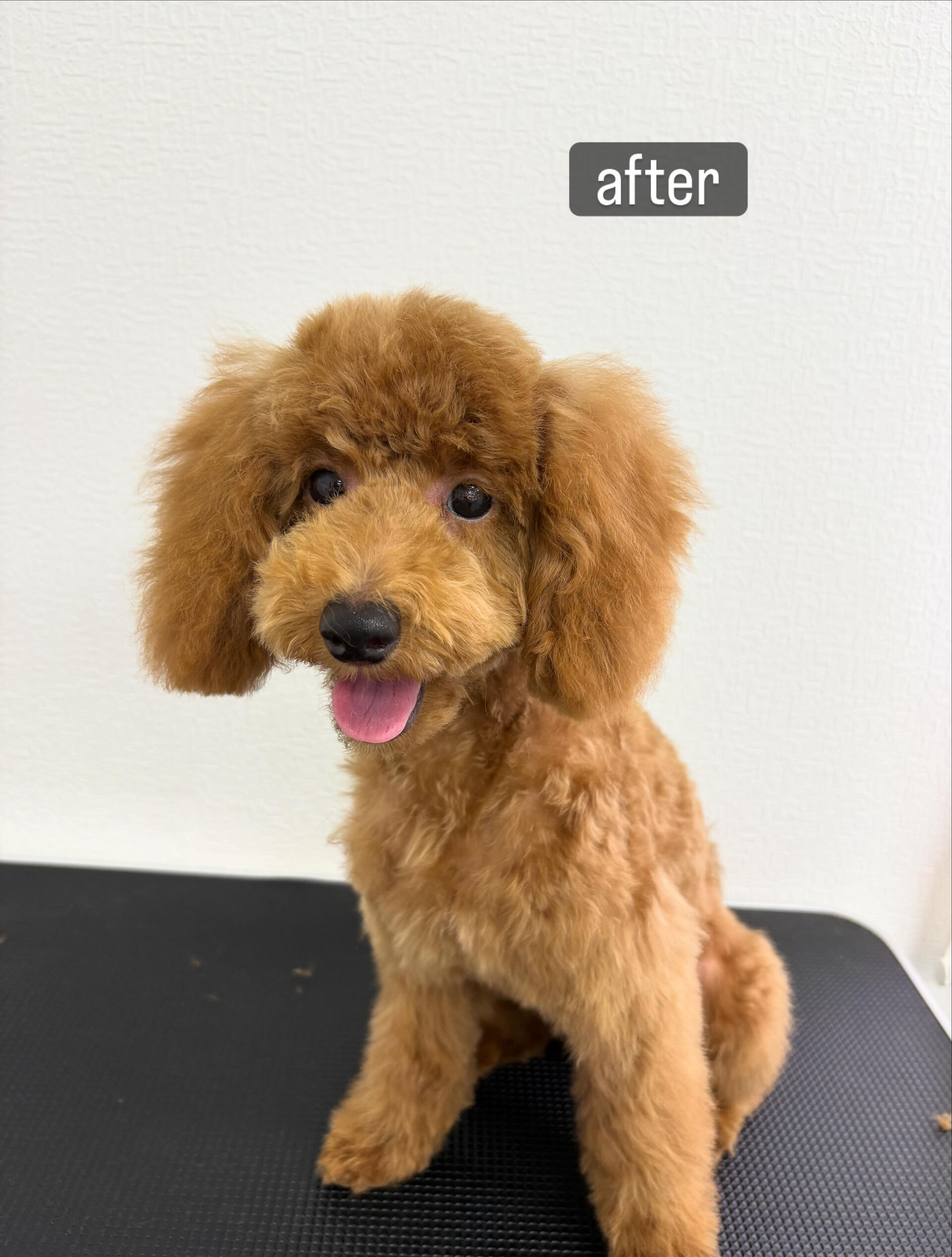 ファーストトリミングをお任せいただきました🐶✂️