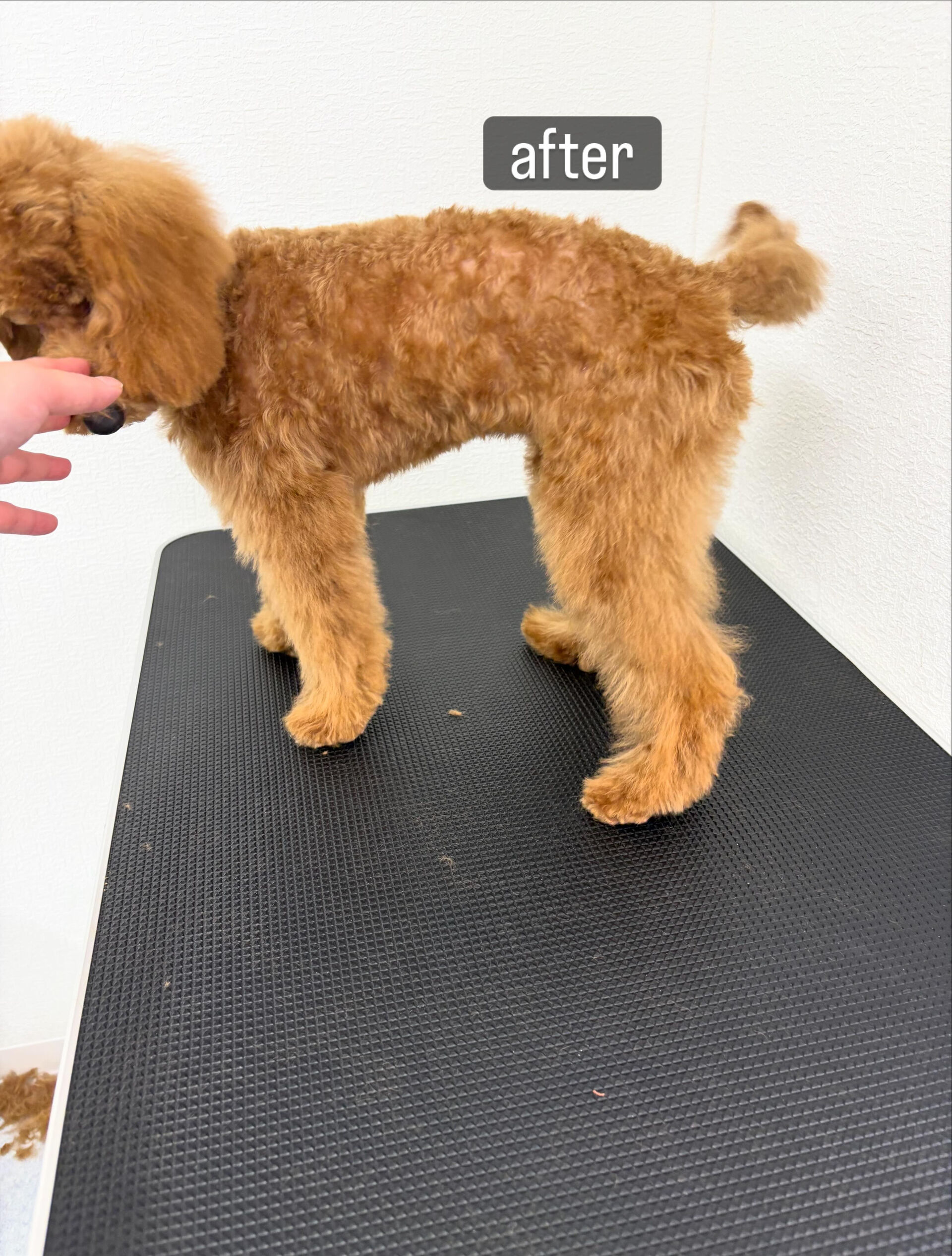 ファーストトリミングをお任せいただきました🐶✂️