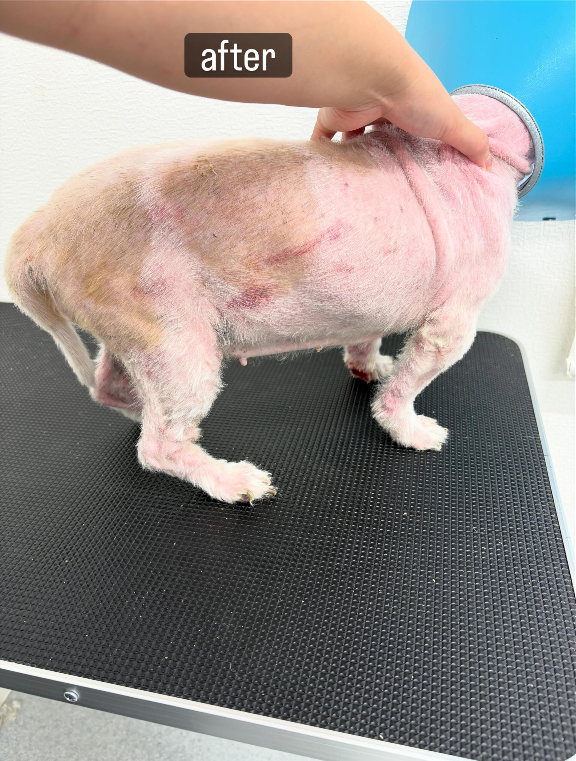 今まで動物病院で麻酔をかけてトリミングをしていた子がご来店さ