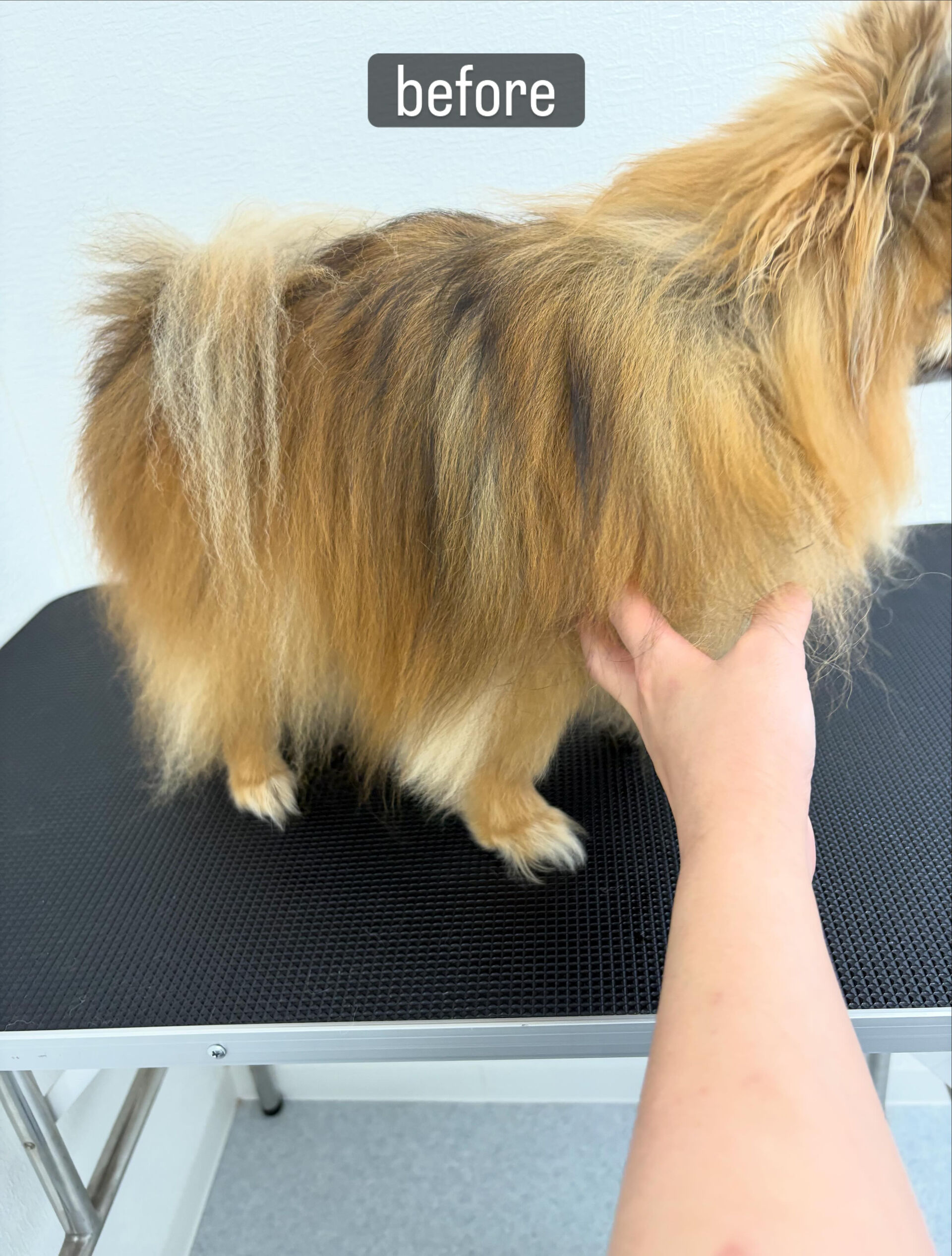 今まで通われていたサロンと飼い主様、お互いのご都合により今ま