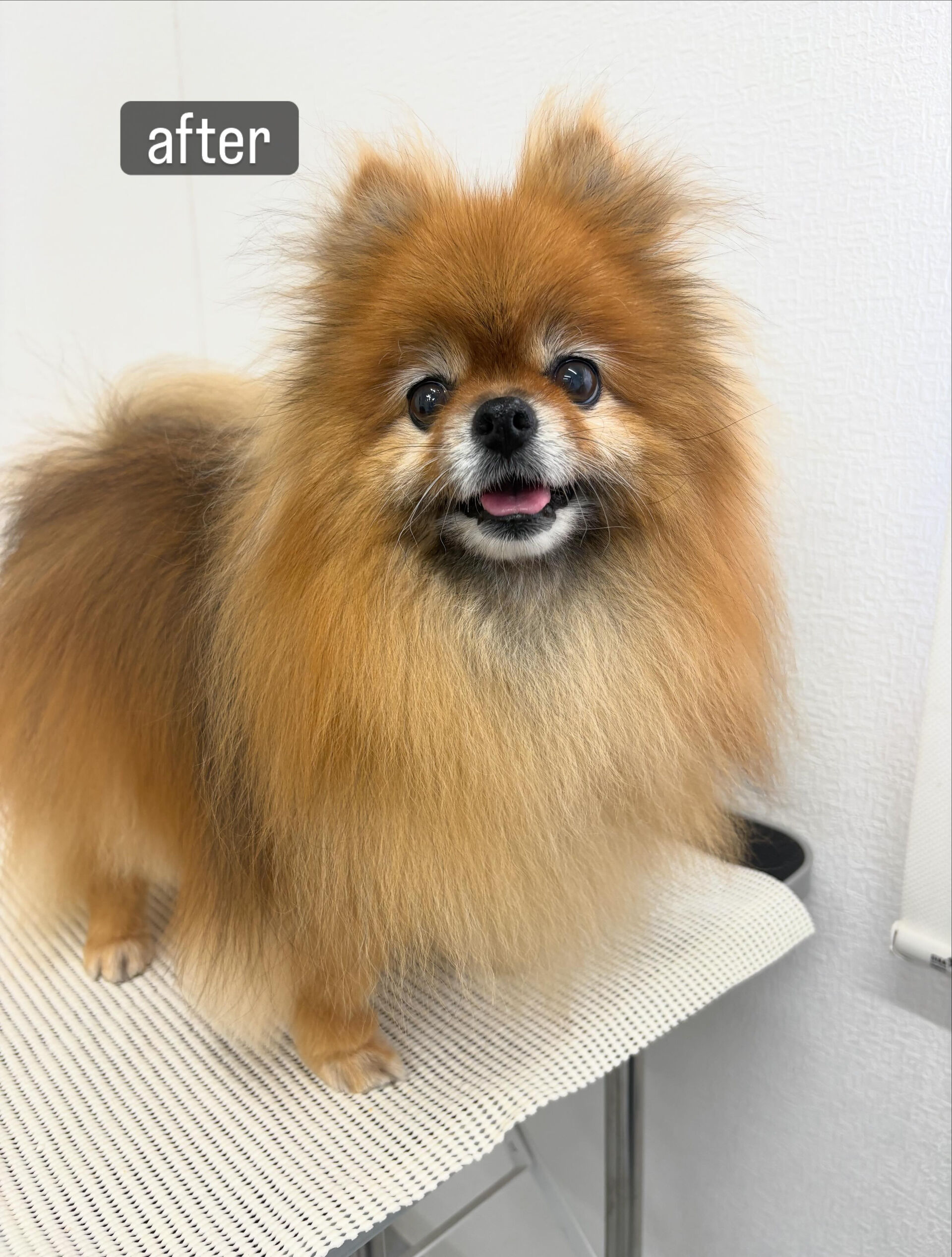 今まで通われていたサロンと飼い主様、お互いのご都合により今ま