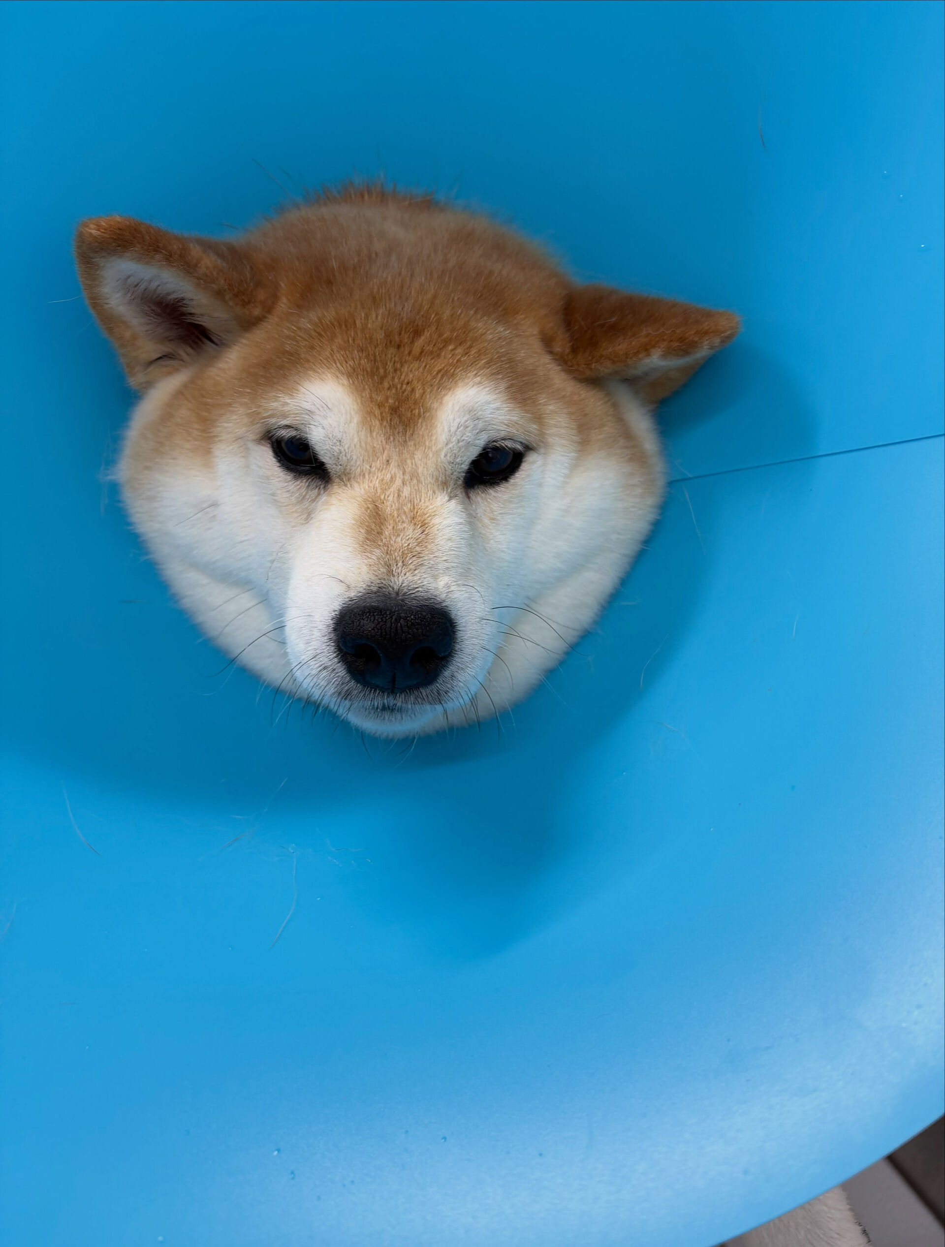 口輪が付けられずシャンプーはここ3年くらいできずにいるとのこ