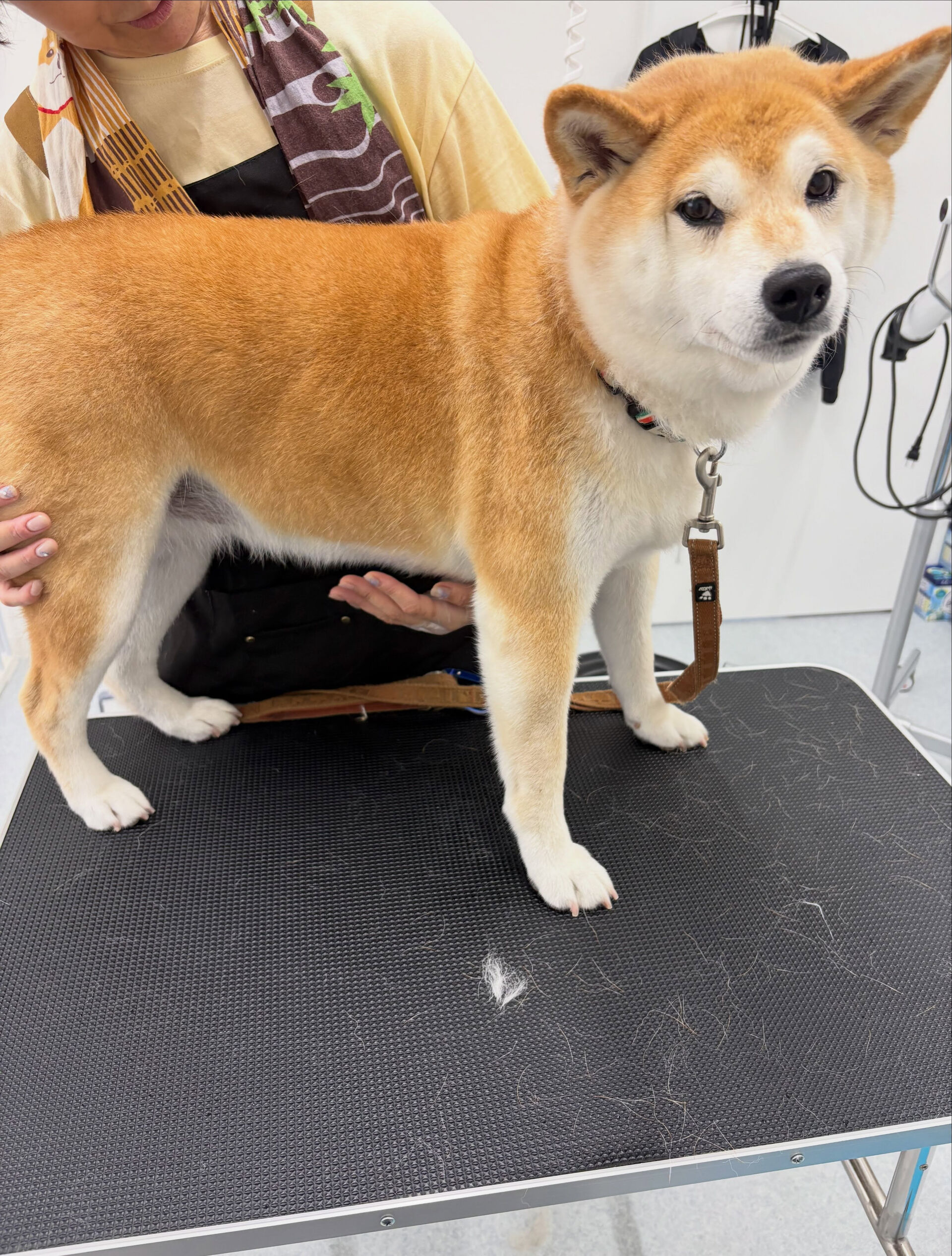 口輪が付けられずシャンプーはここ3年くらいできずにいるとのこ