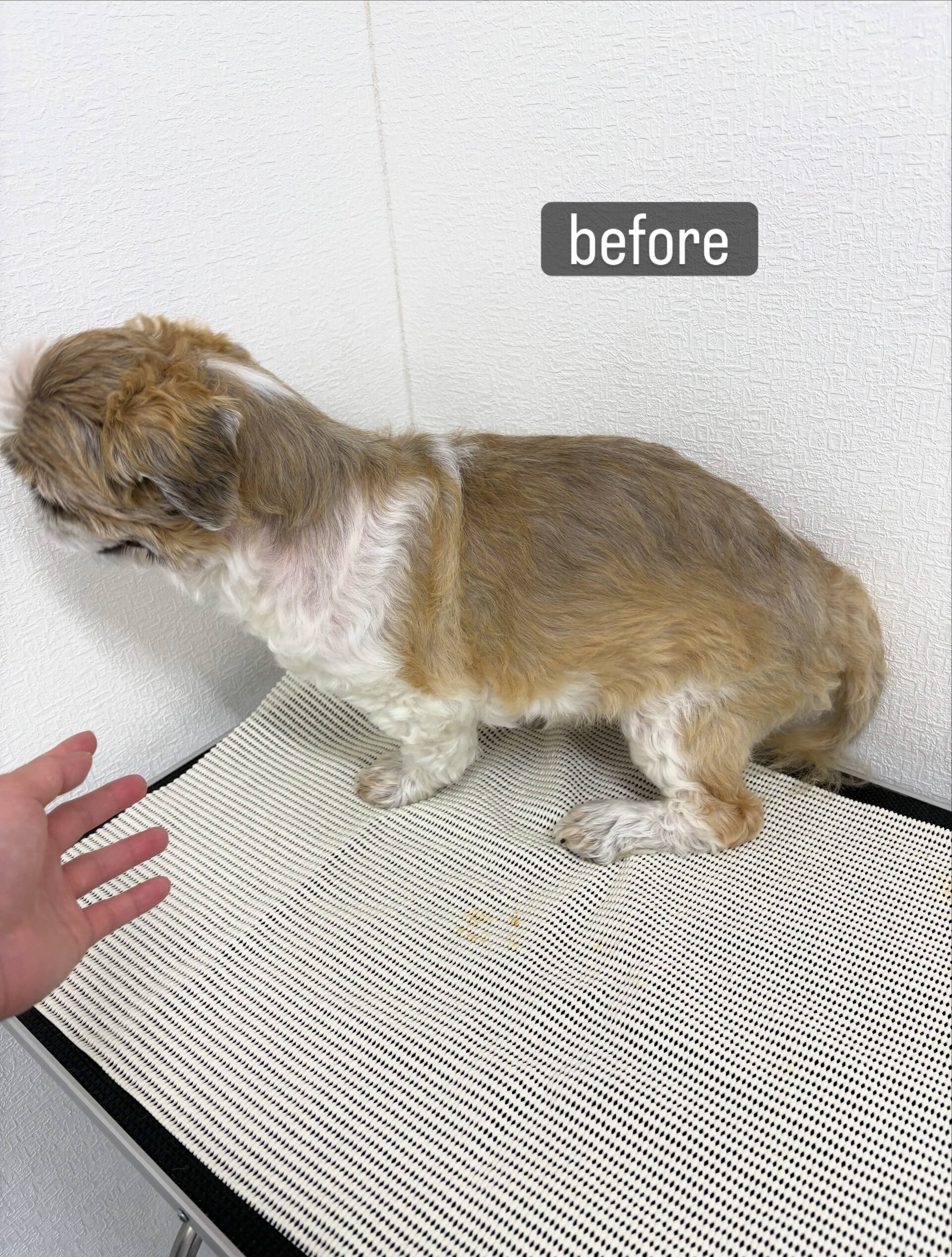 若い頃からずっと飼い主様がお手入れをされてこられたのですが、