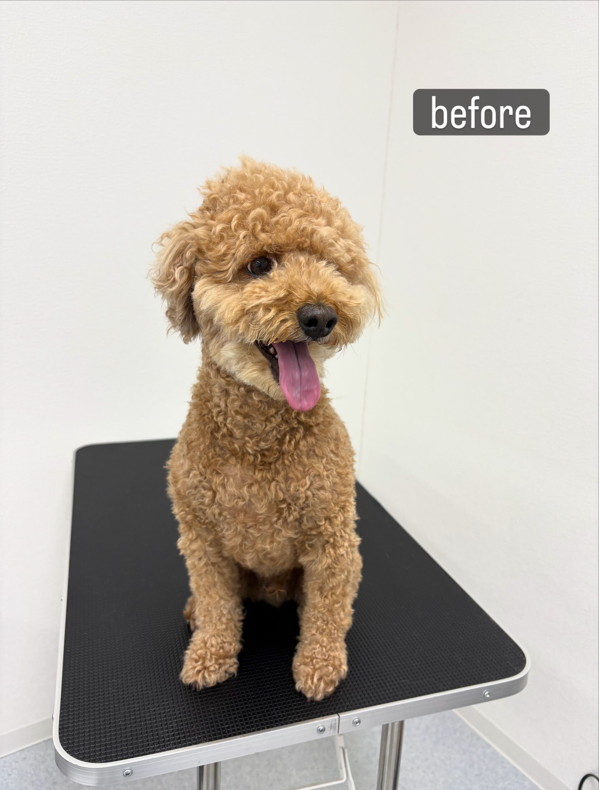 以前勤めていた動物病院の時からのお付き合いです🐶✂️
