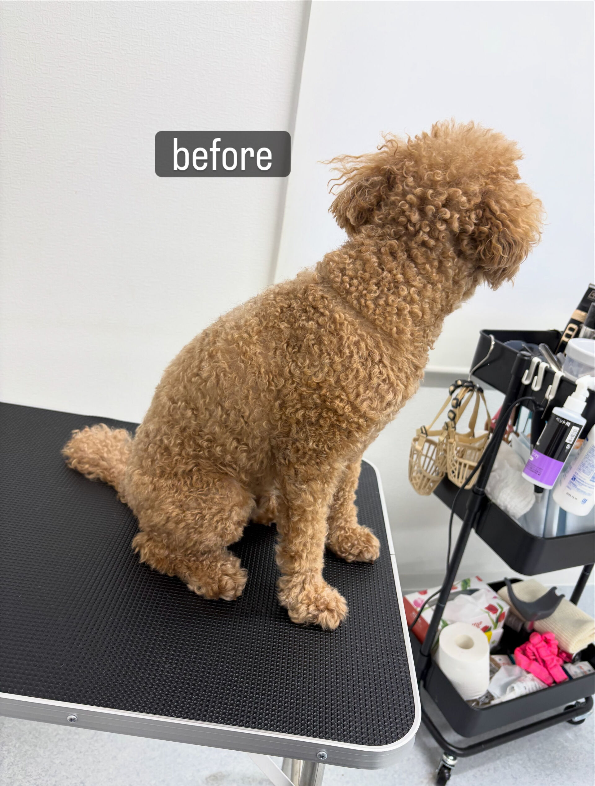 以前勤めていた動物病院の時からのお付き合いです🐶✂️