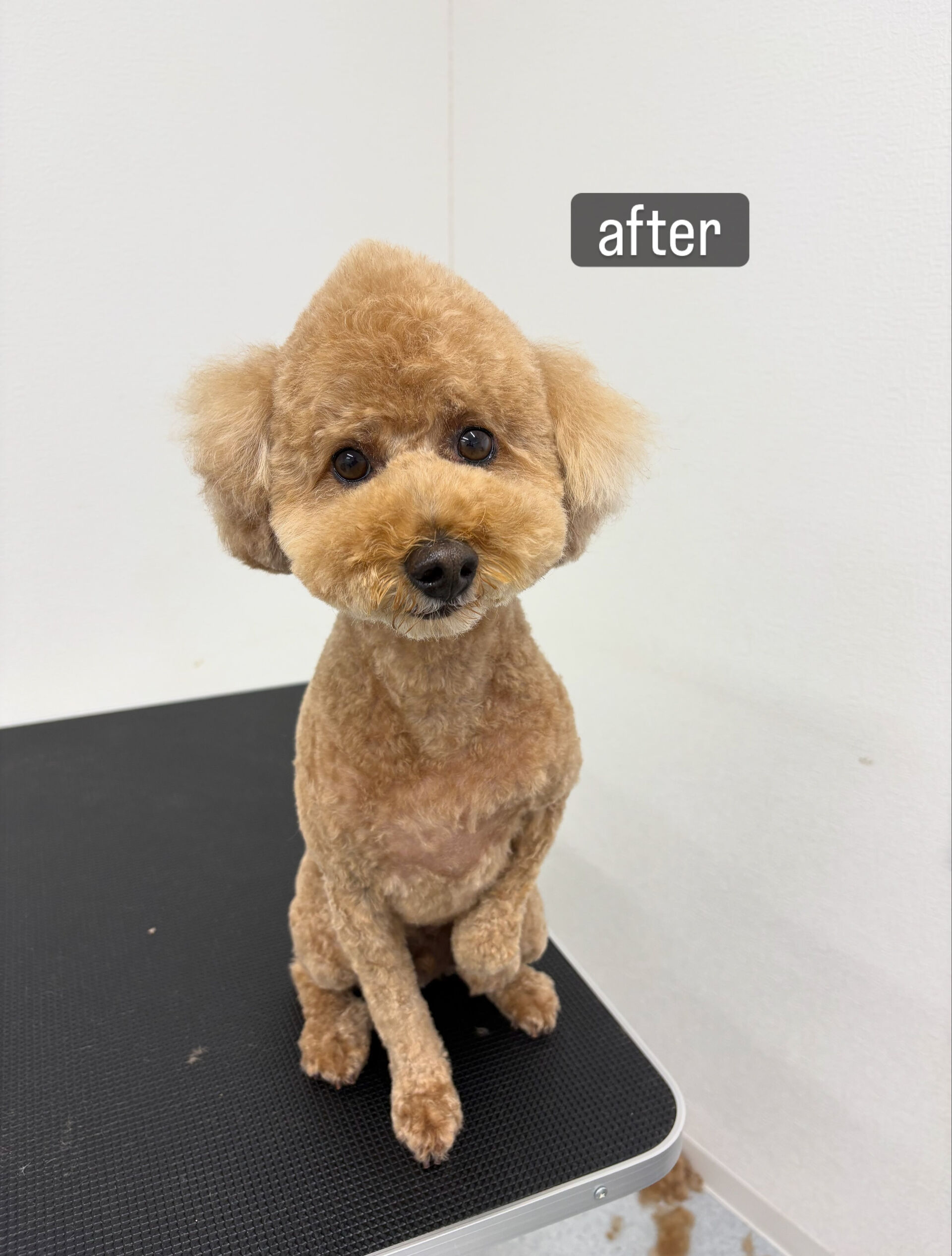 以前勤めていた動物病院の時からのお付き合いです🐶✂️