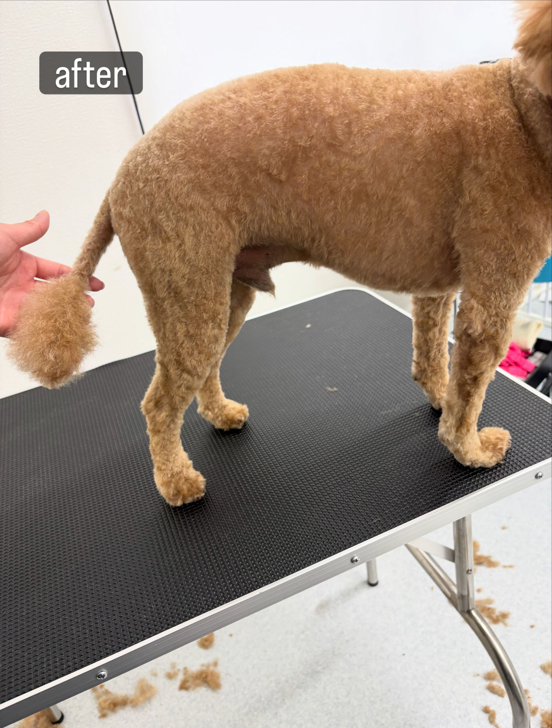 以前勤めていた動物病院の時からのお付き合いです🐶✂️