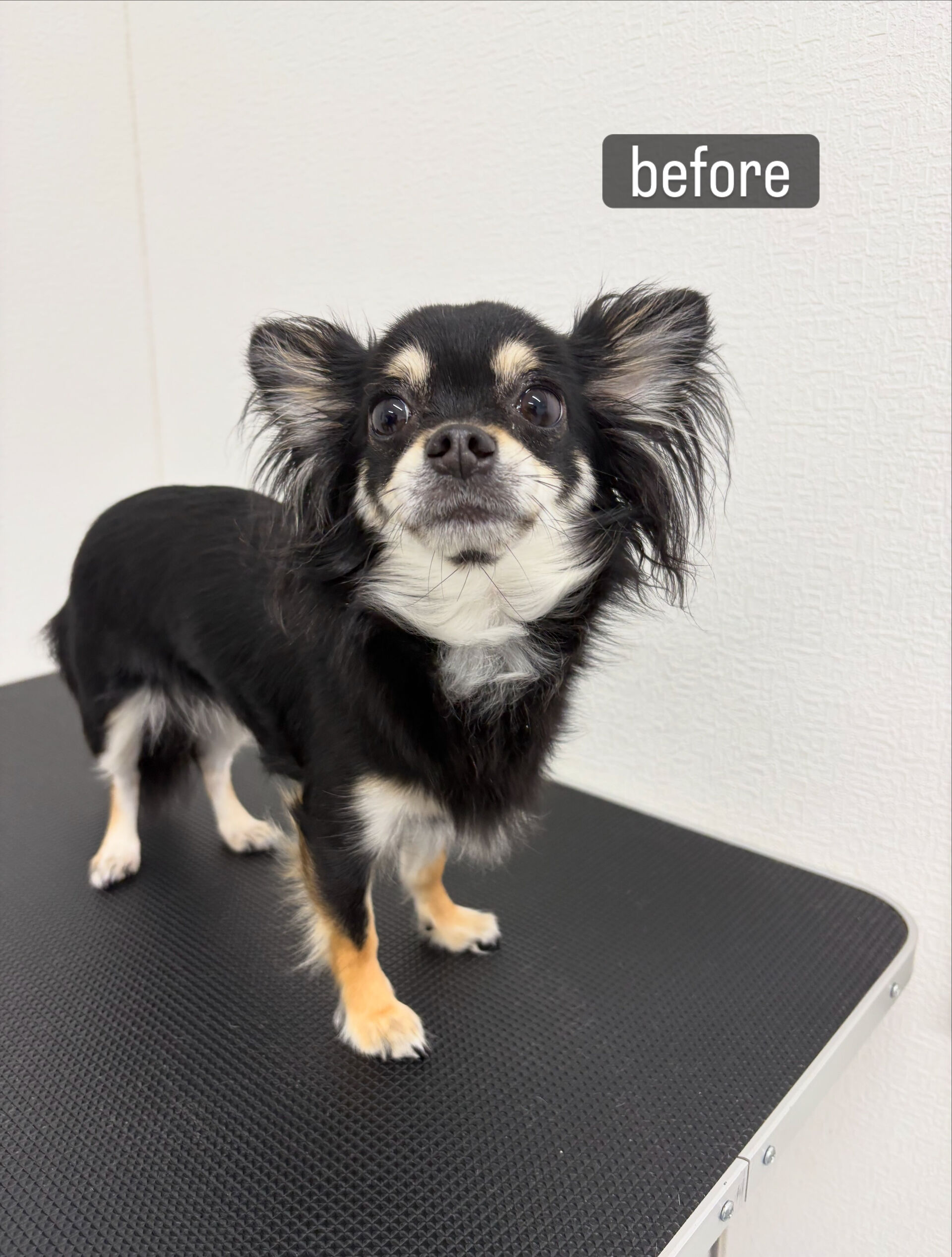 初めてご利用いただきました🐶🫧