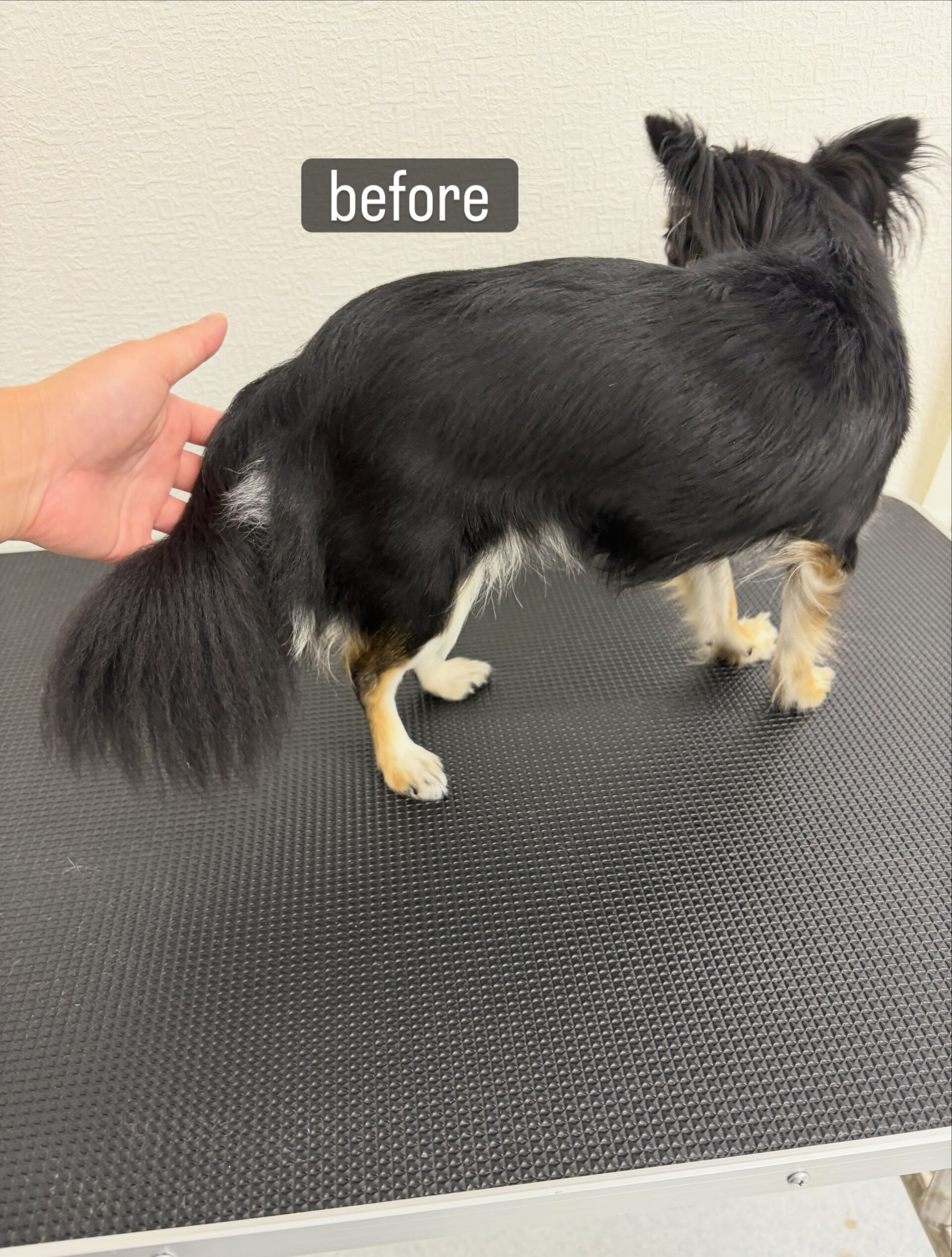 初めてご利用いただきました🐶🫧
