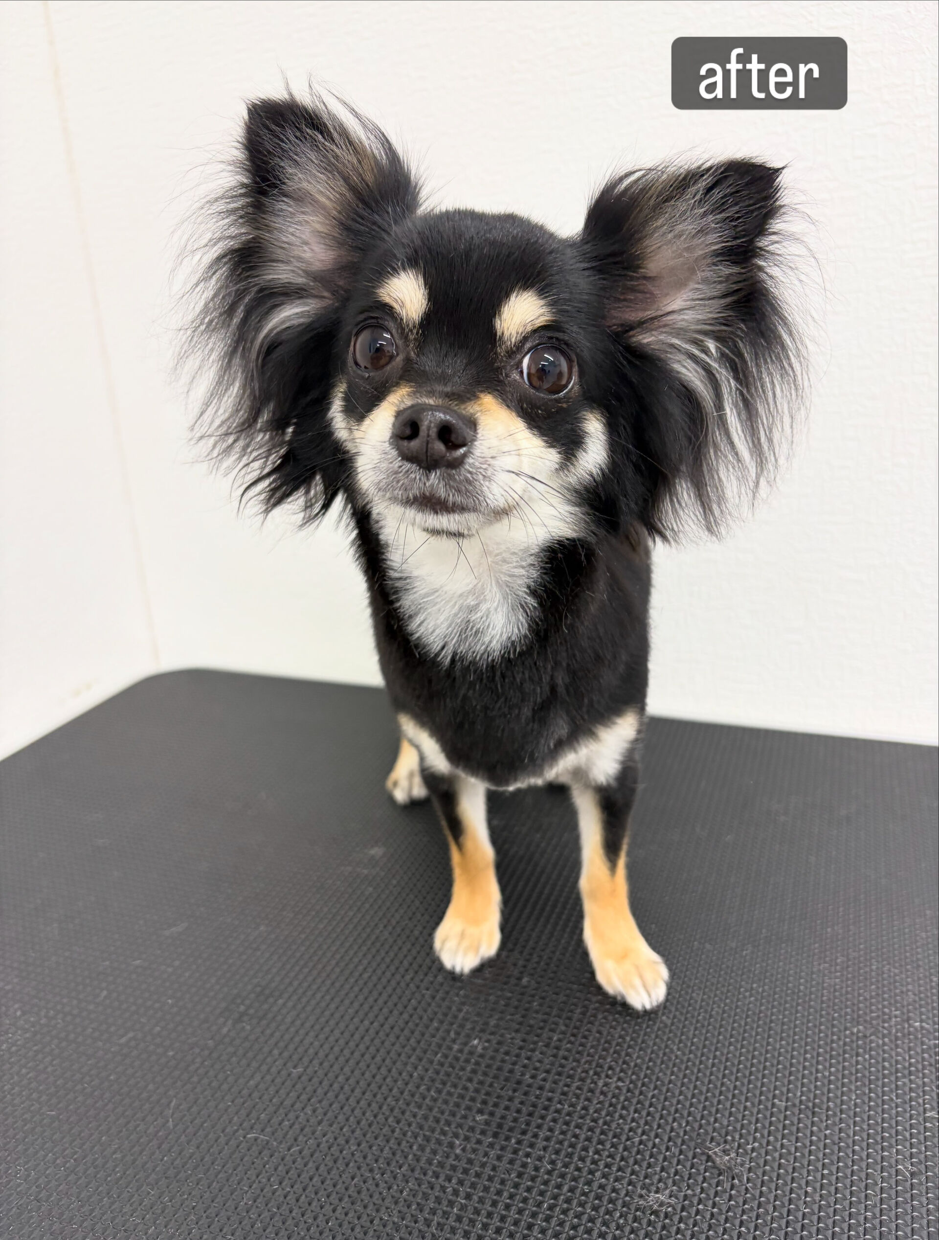 初めてご利用いただきました🐶🫧