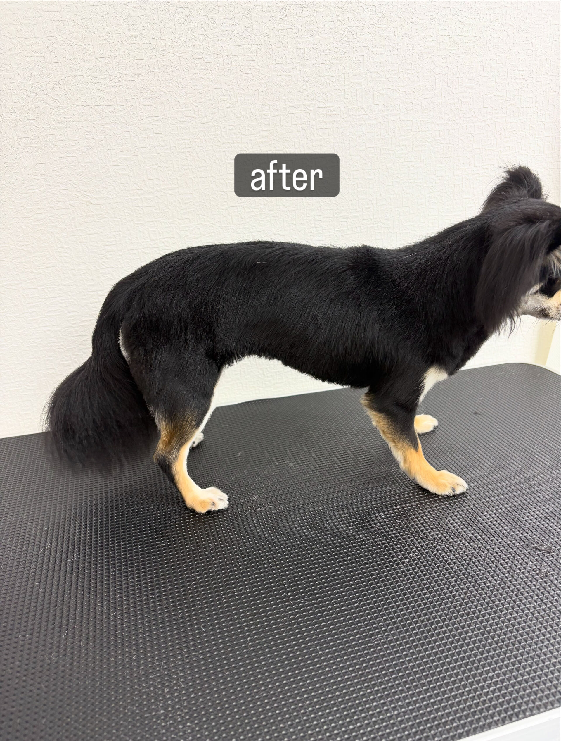 初めてご利用いただきました🐶🫧