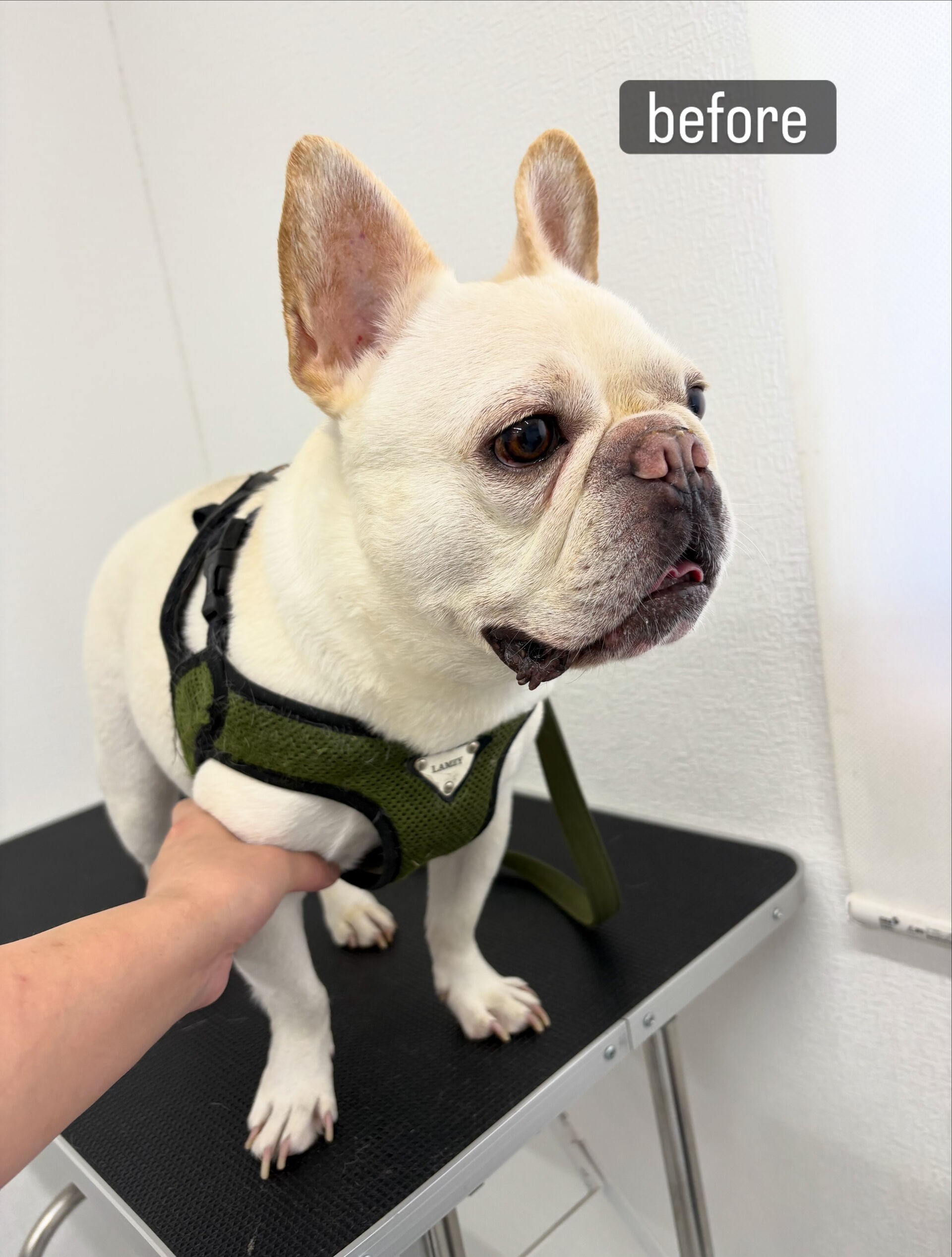 シャンプーコースをご利用いただきました🐶🫧