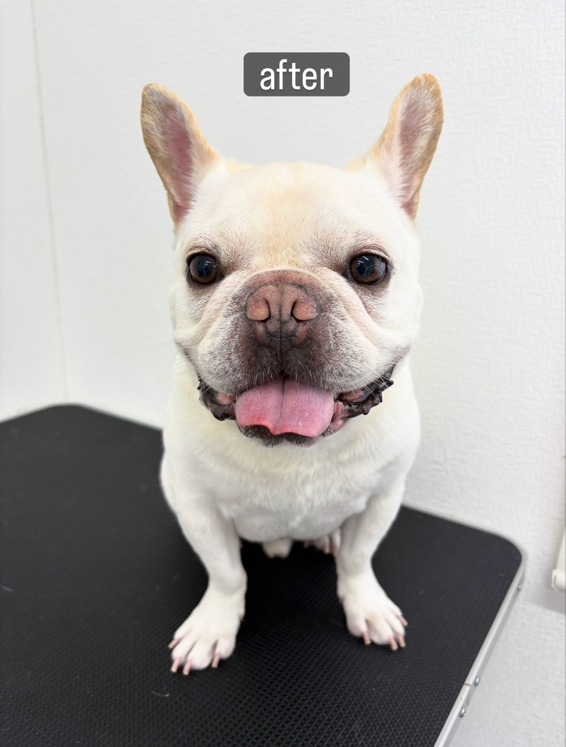 シャンプーコースをご利用いただきました🐶🫧