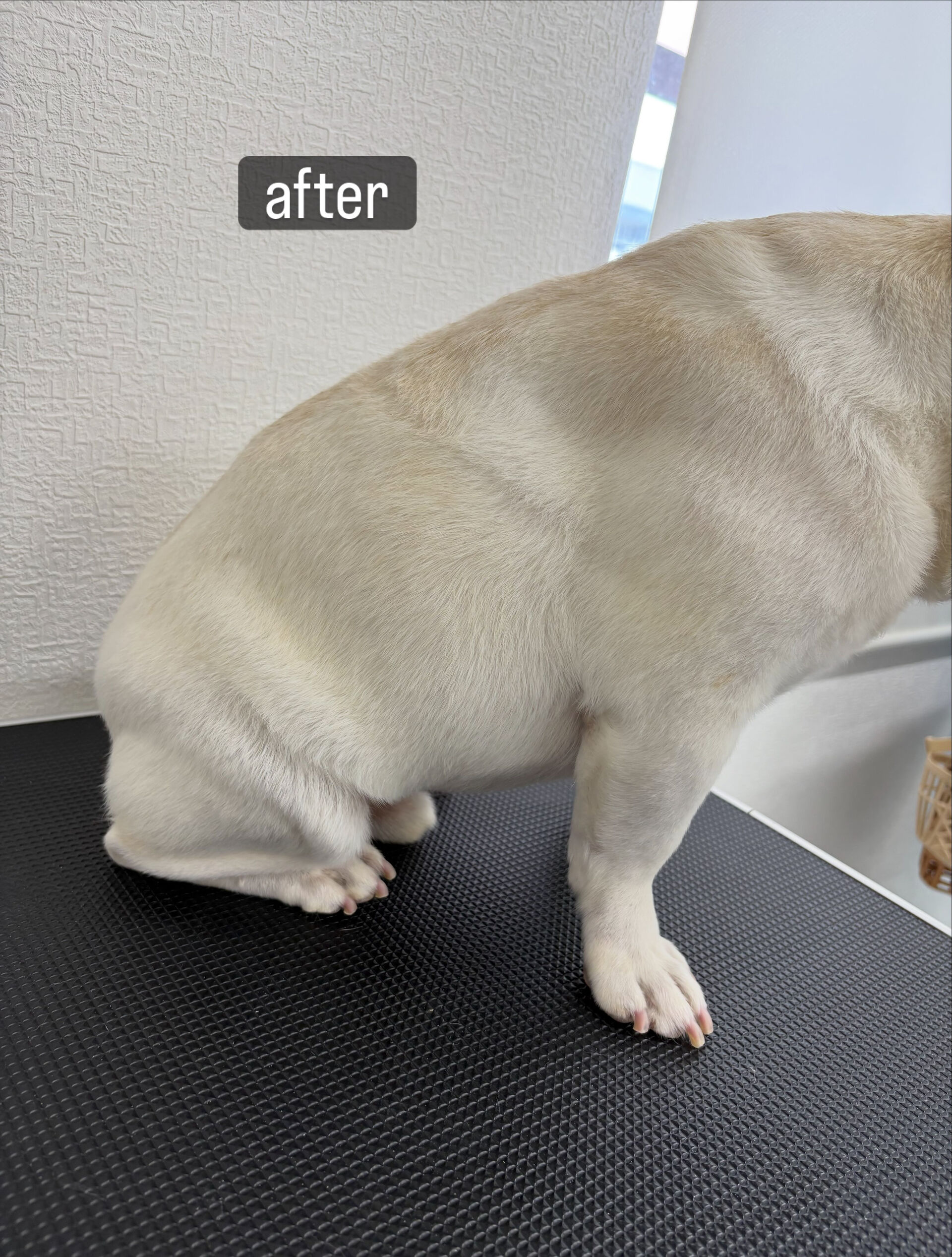 シャンプーコースをご利用いただきました🐶🫧