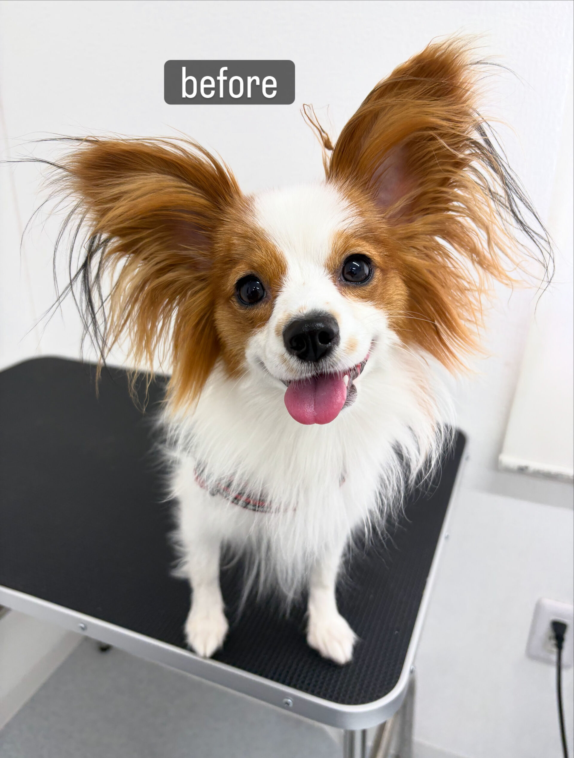 シャンプーコースでご利用いただきました🐶🫧
