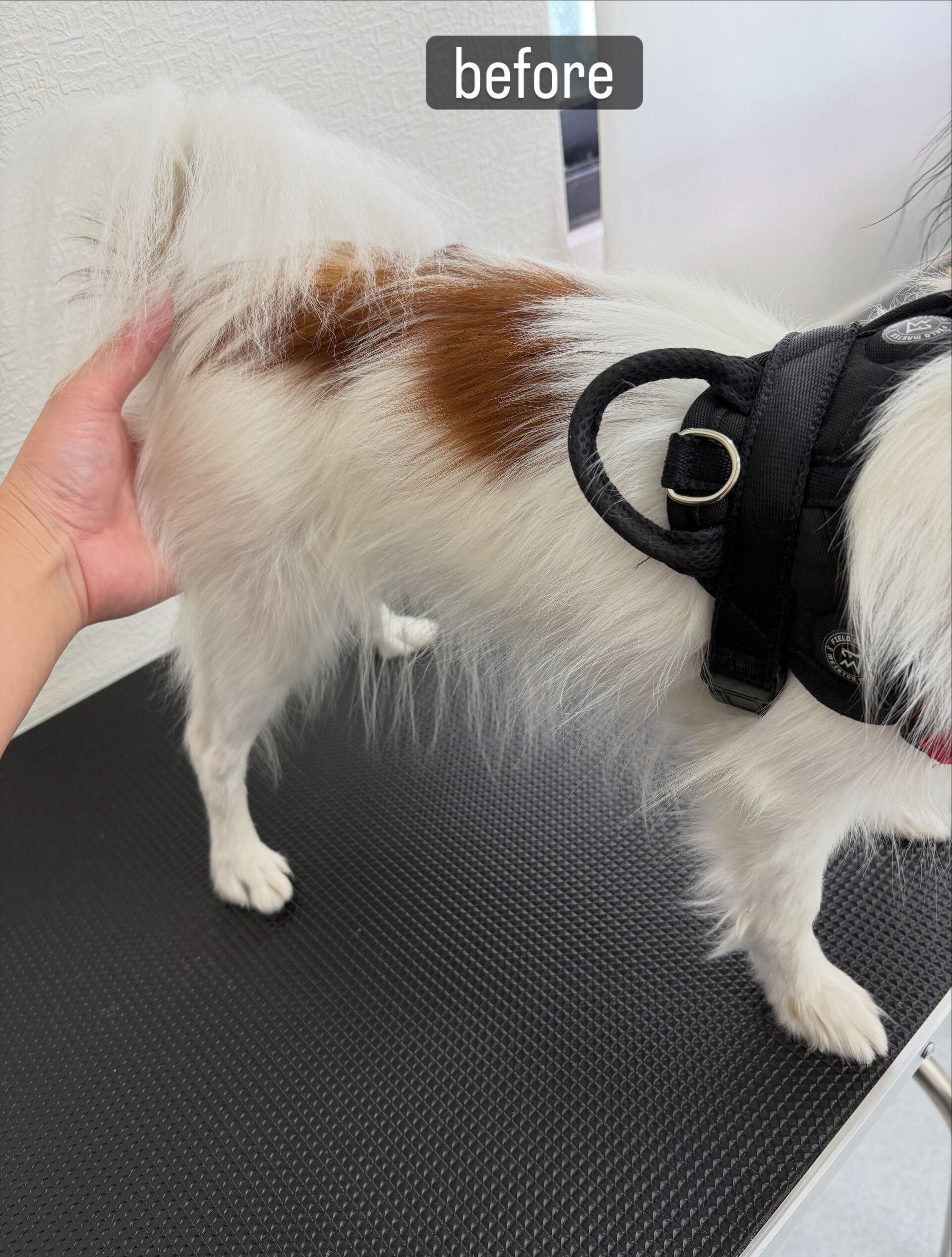 シャンプーコースでご利用いただきました🐶🫧