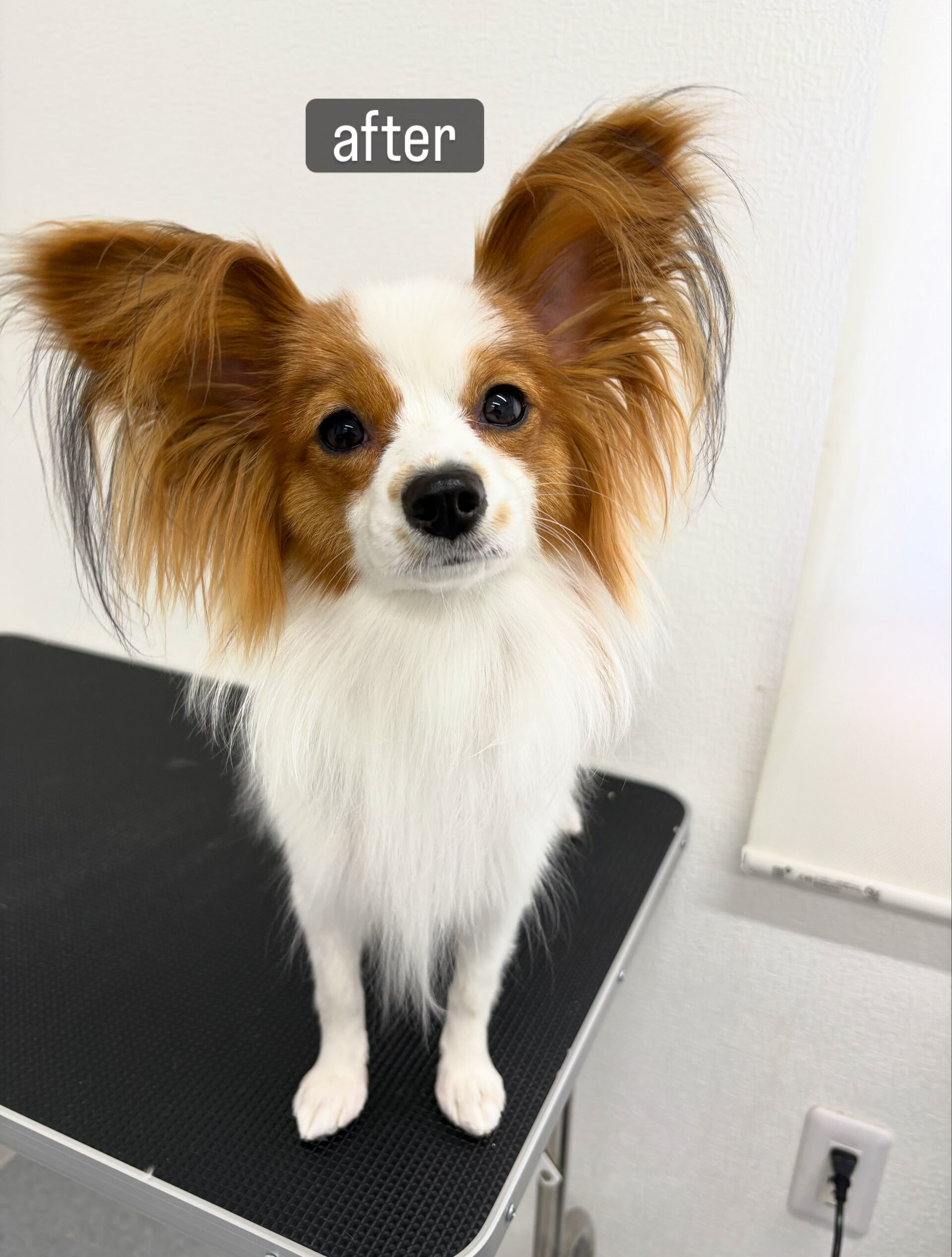 シャンプーコースでご利用いただきました🐶🫧