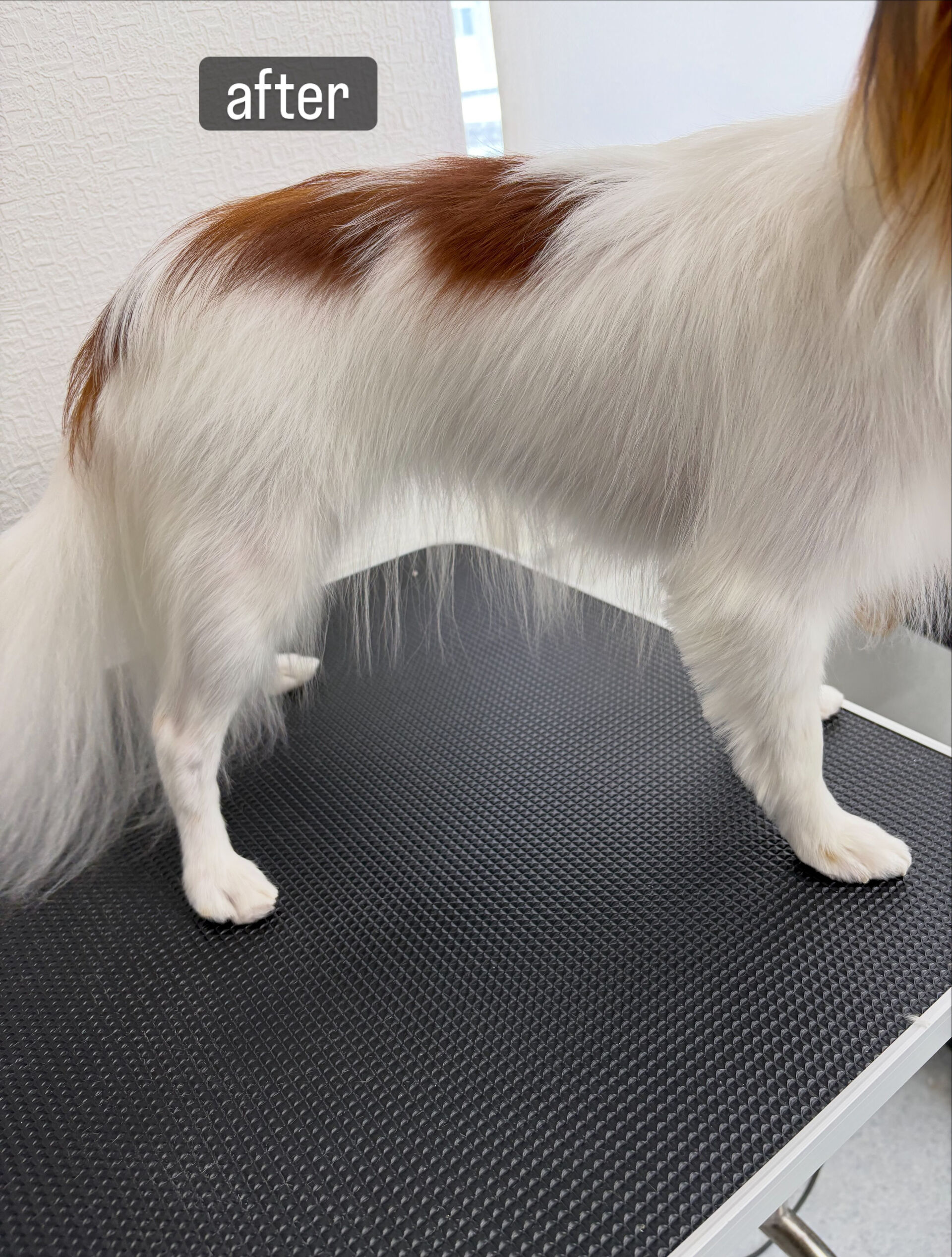 シャンプーコースでご利用いただきました🐶🫧