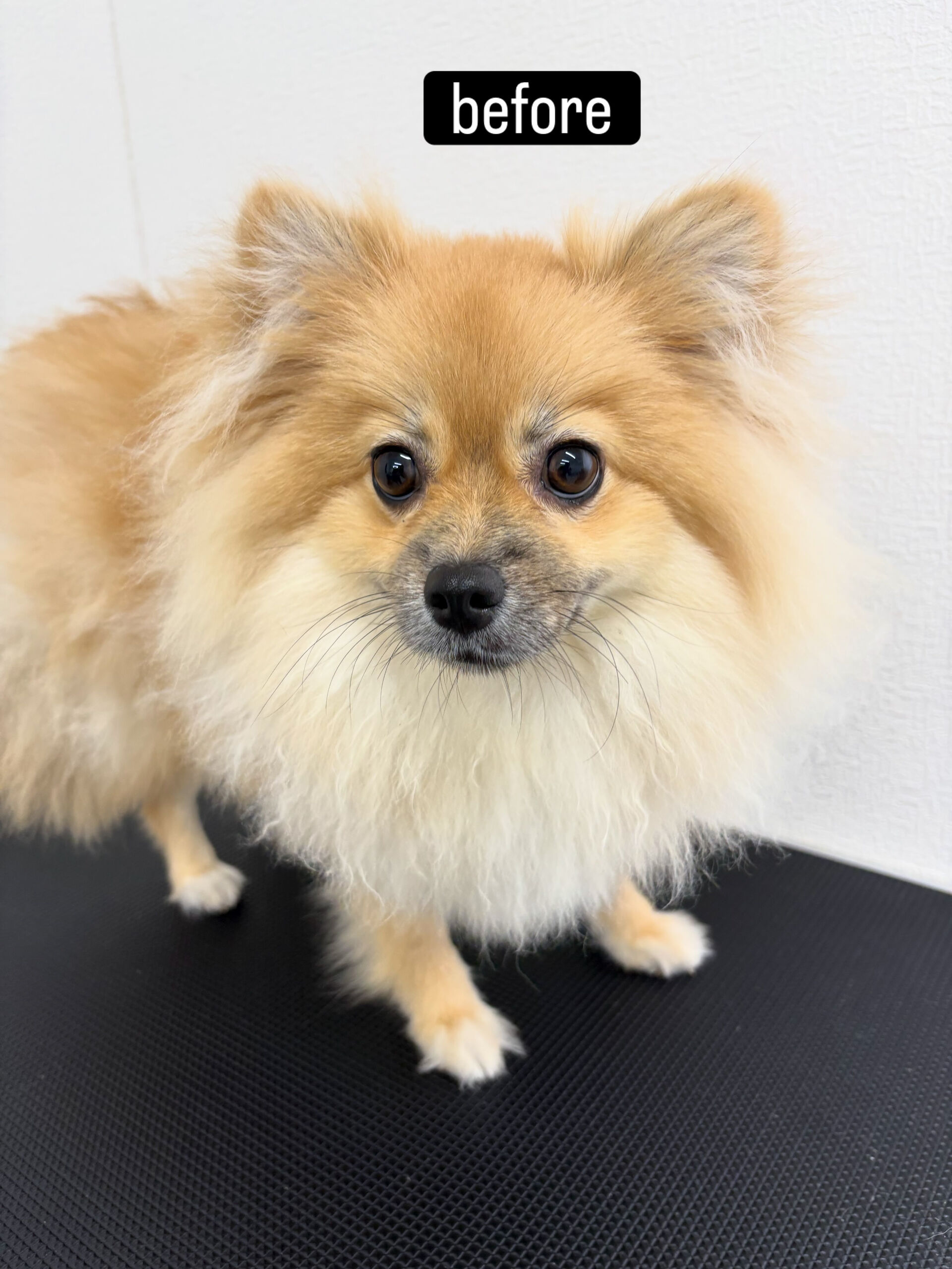 ファーストトリミングでご来店くださいました🐶✂️