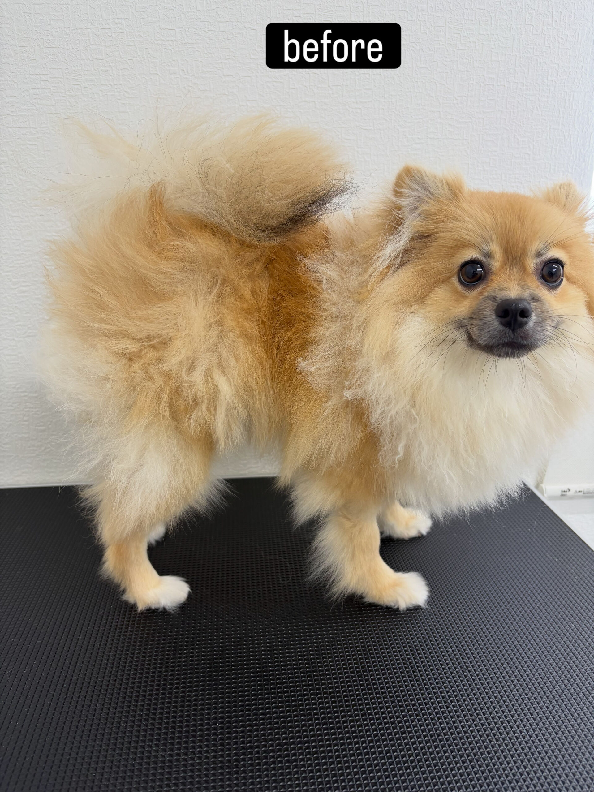 ファーストトリミングでご来店くださいました🐶✂️