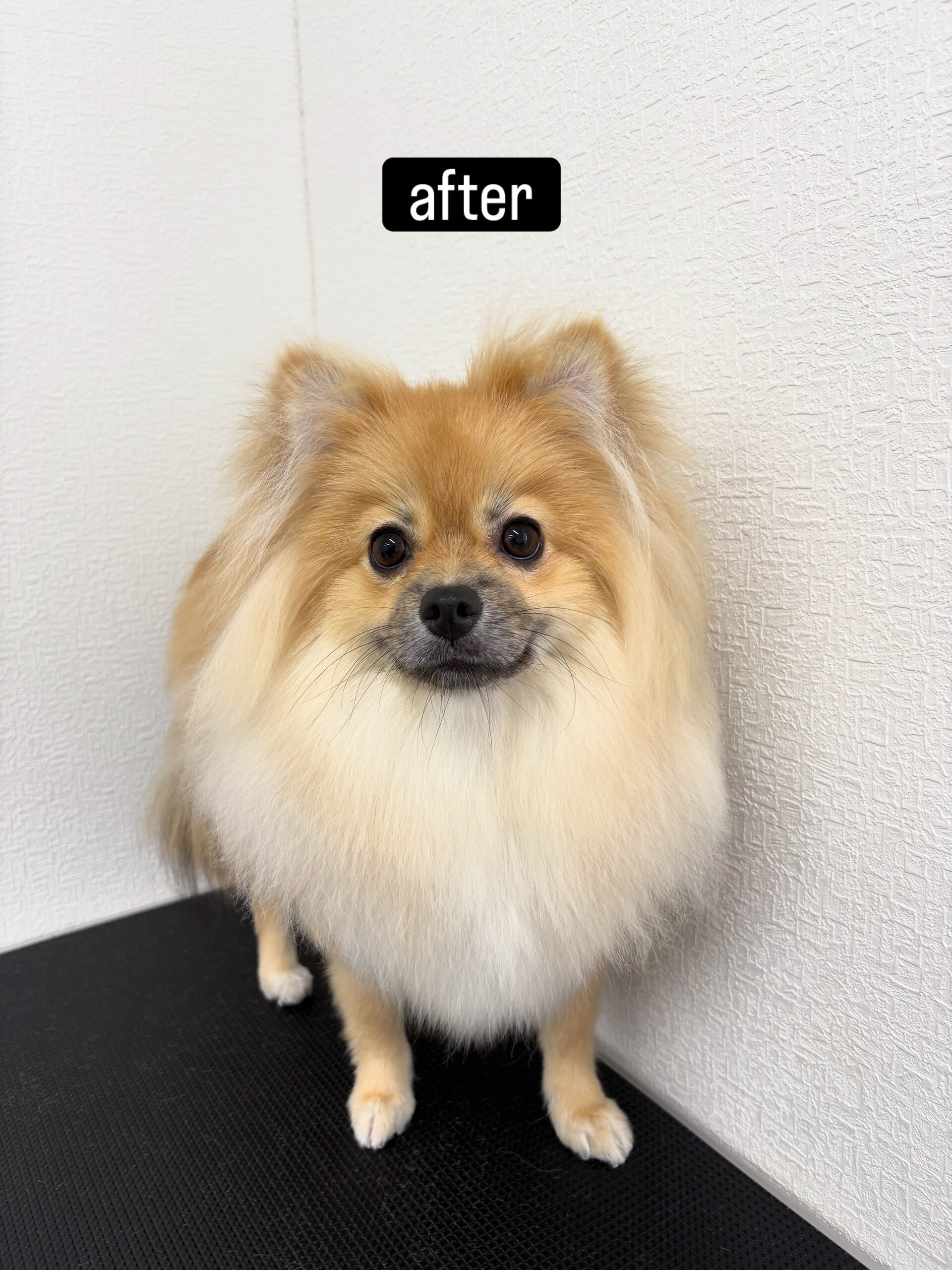 ファーストトリミングでご来店くださいました🐶✂️