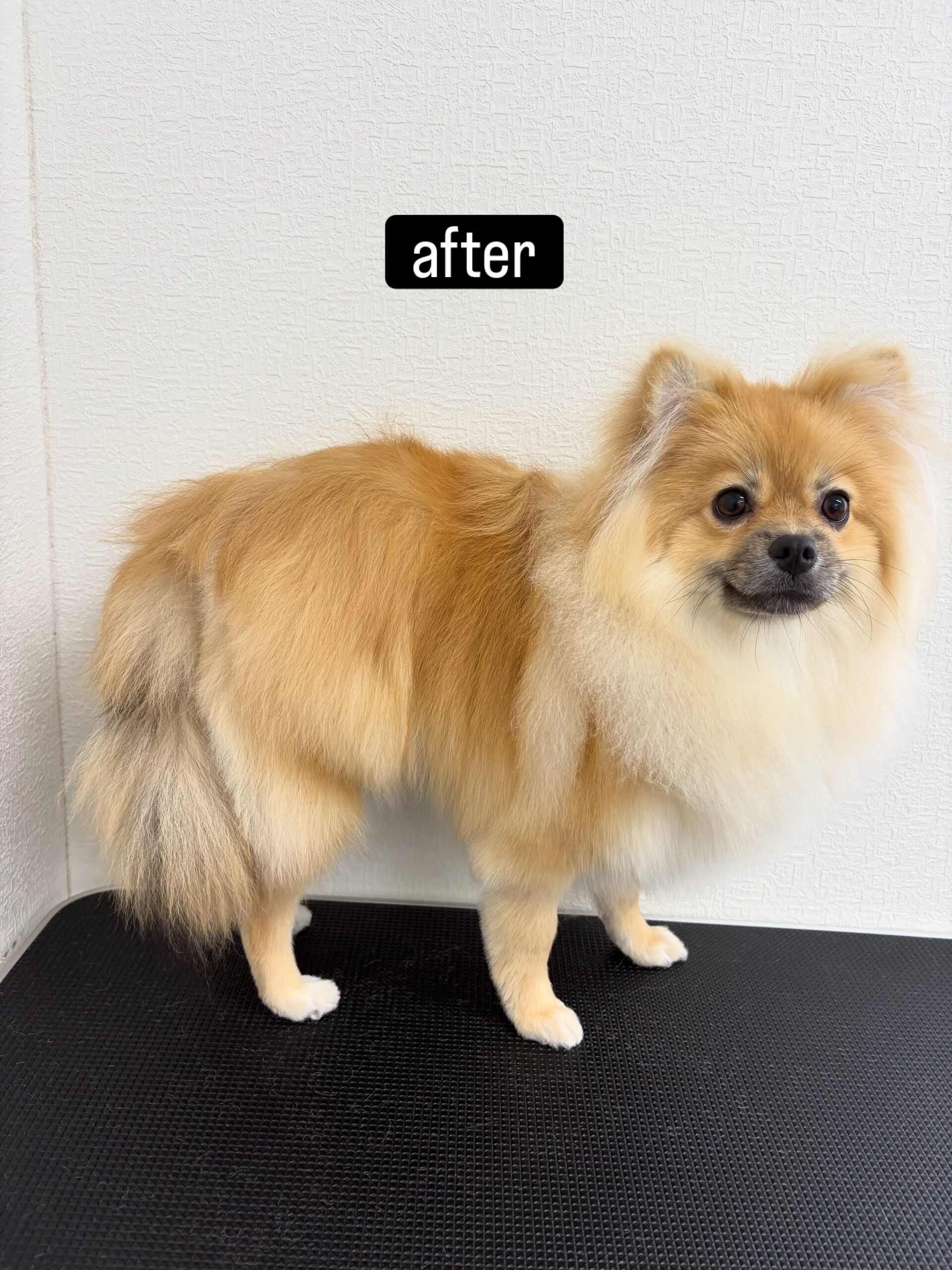 ファーストトリミングでご来店くださいました🐶✂️