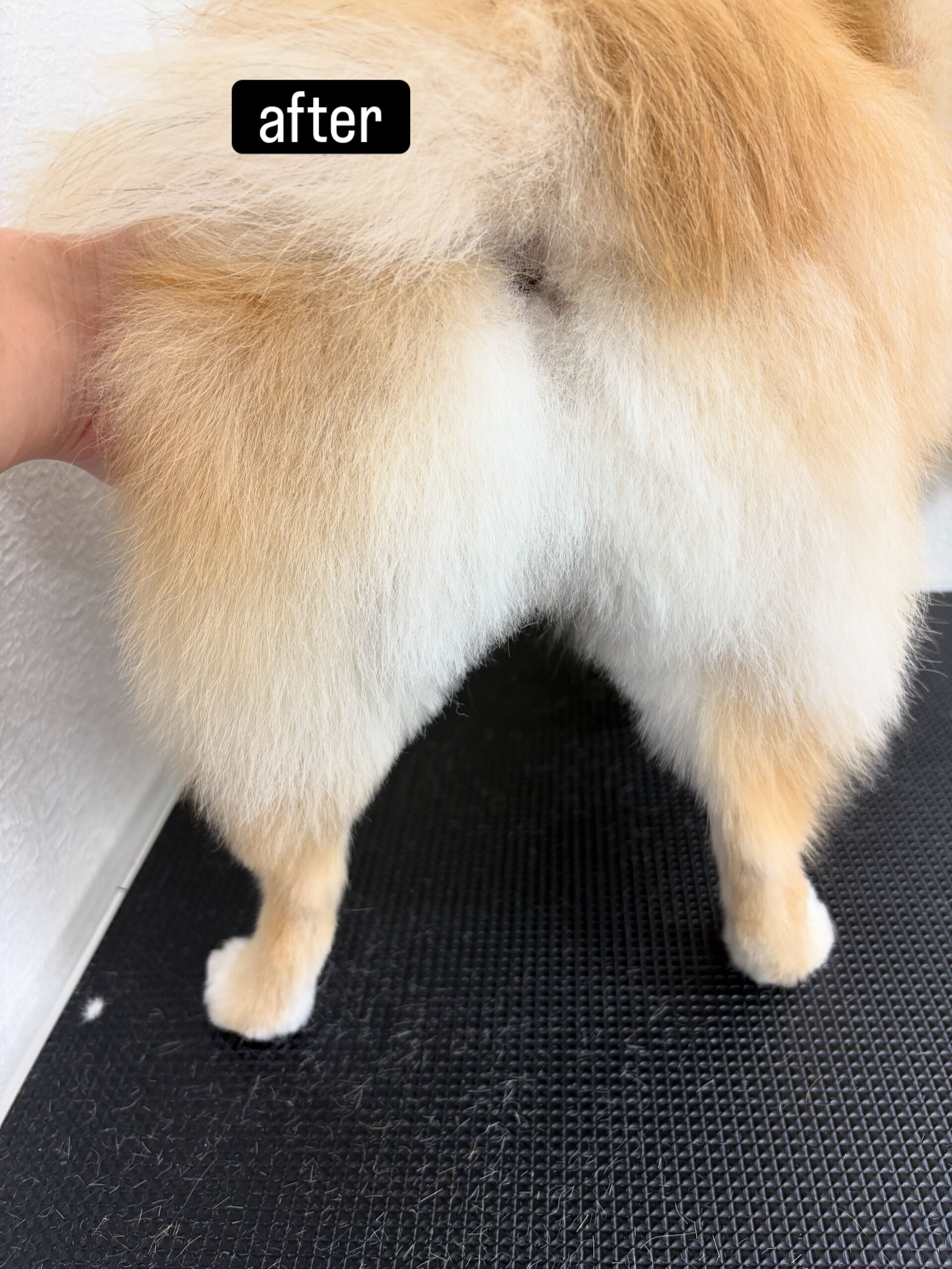 ファーストトリミングでご来店くださいました🐶✂️
