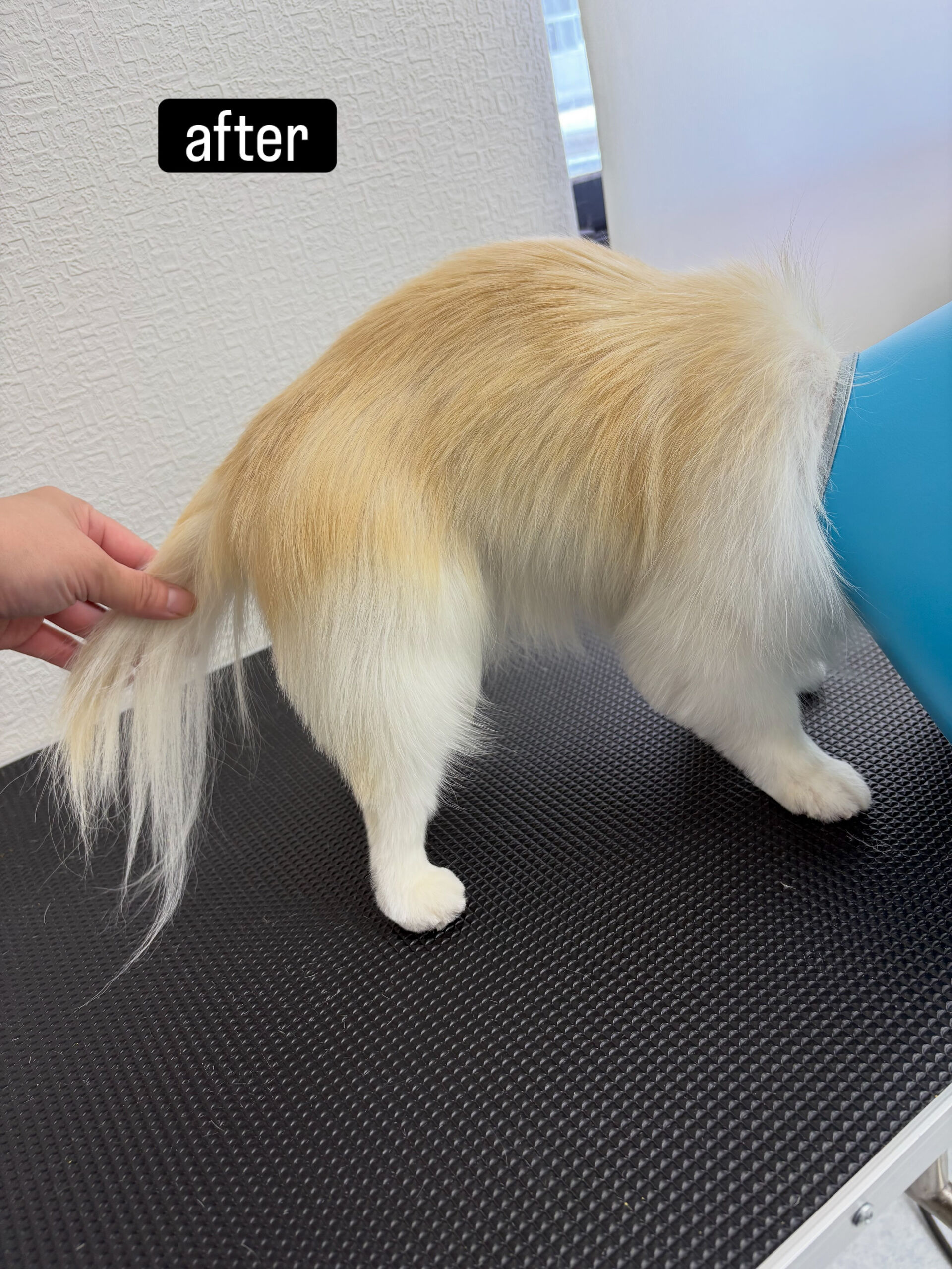 特に顔まわりと前足が苦手で噛み癖があったりと難しく、お断りさ
