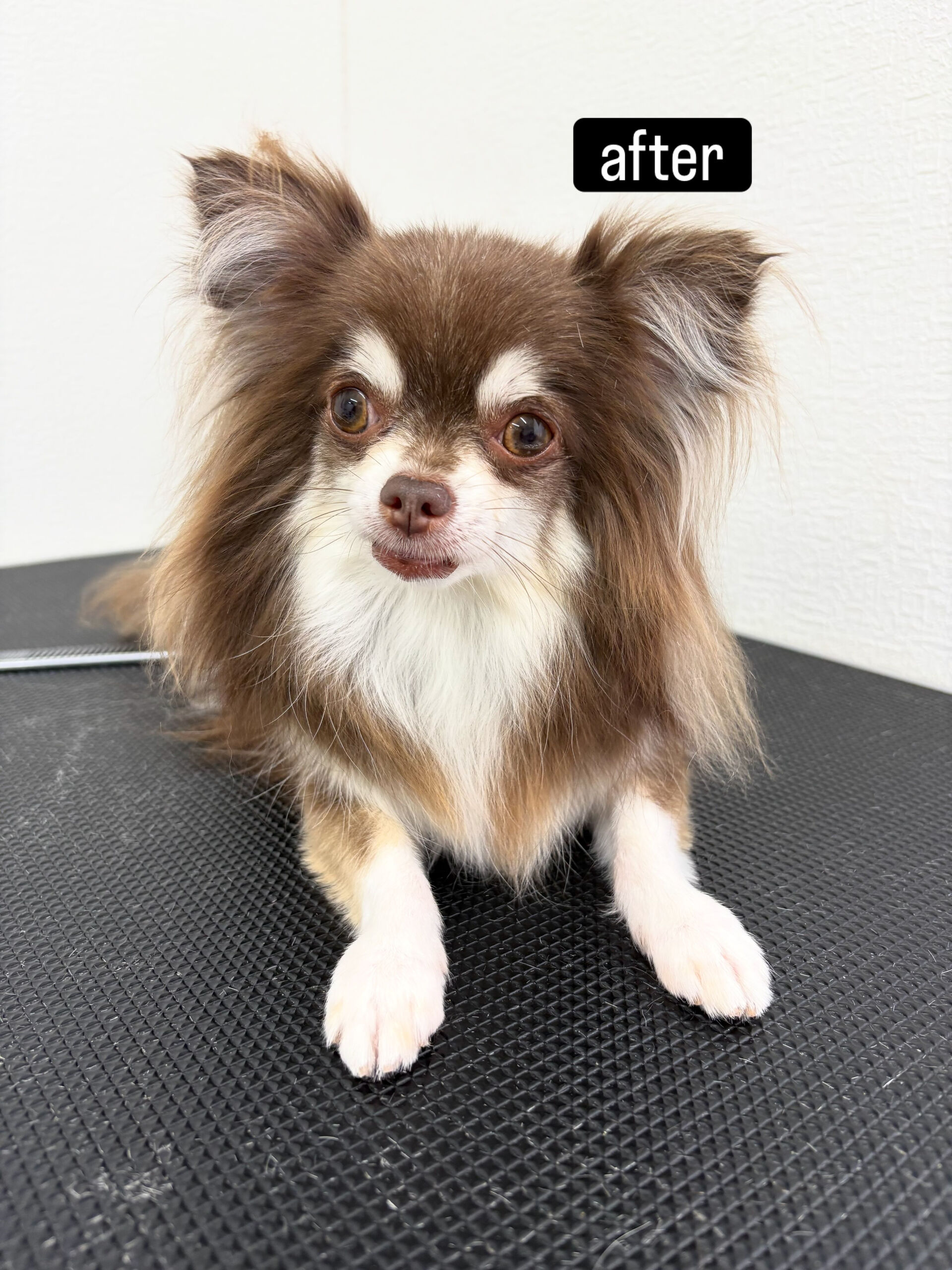 今まで相方ちゃんと別の場所に通っていたモカくん🐶