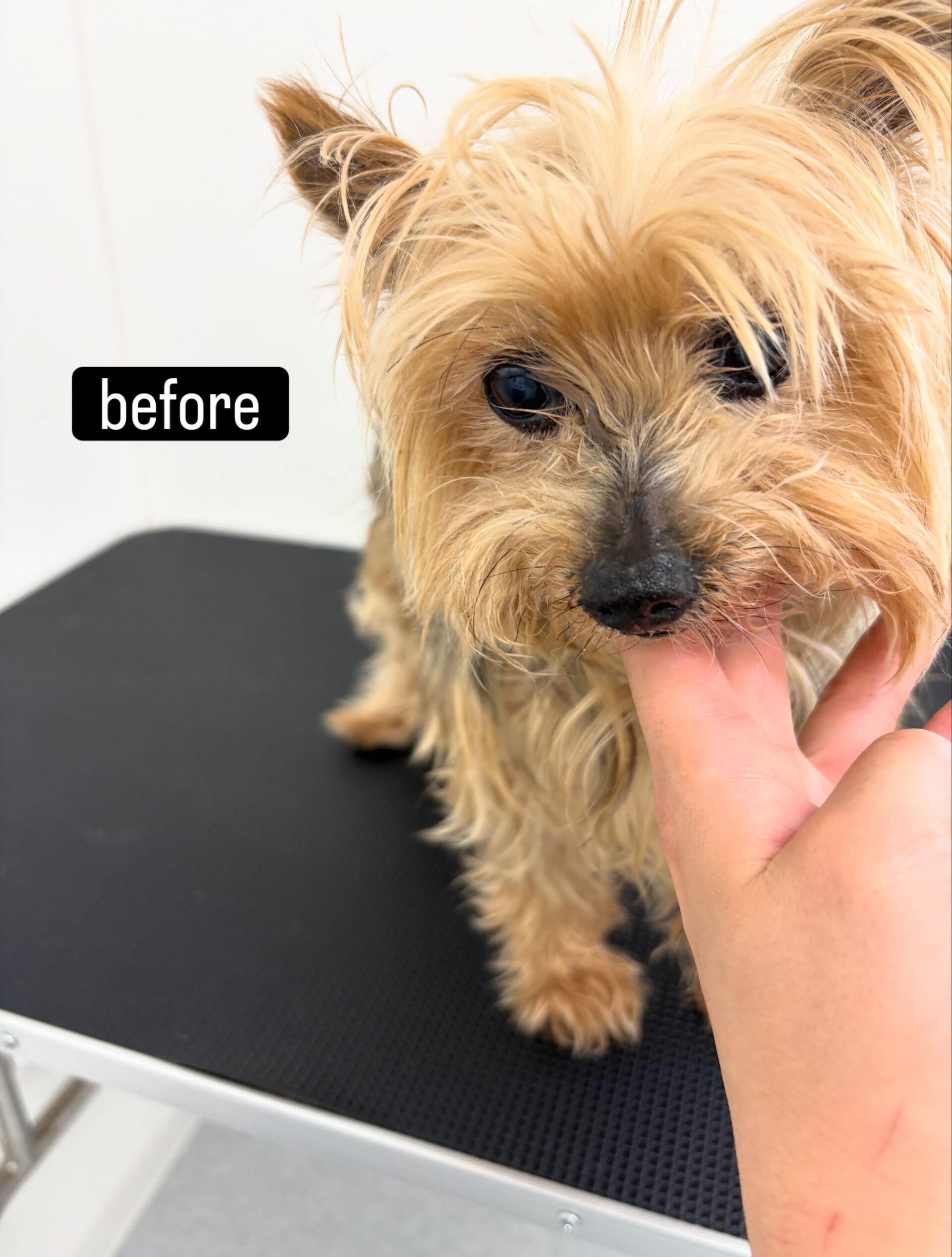 サマーカットご希望でご来店いただきました🐶✂️