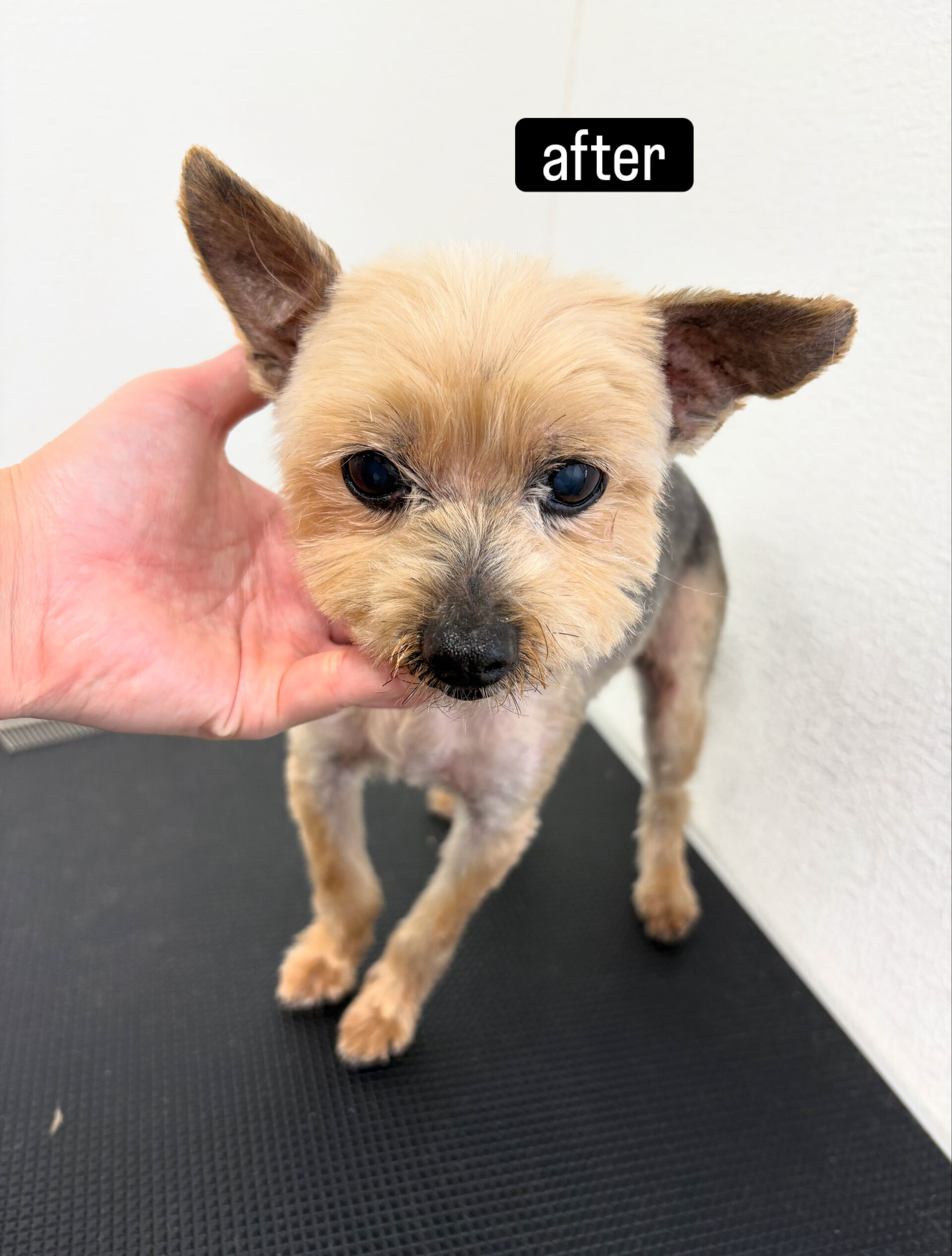 サマーカットご希望でご来店いただきました🐶✂️