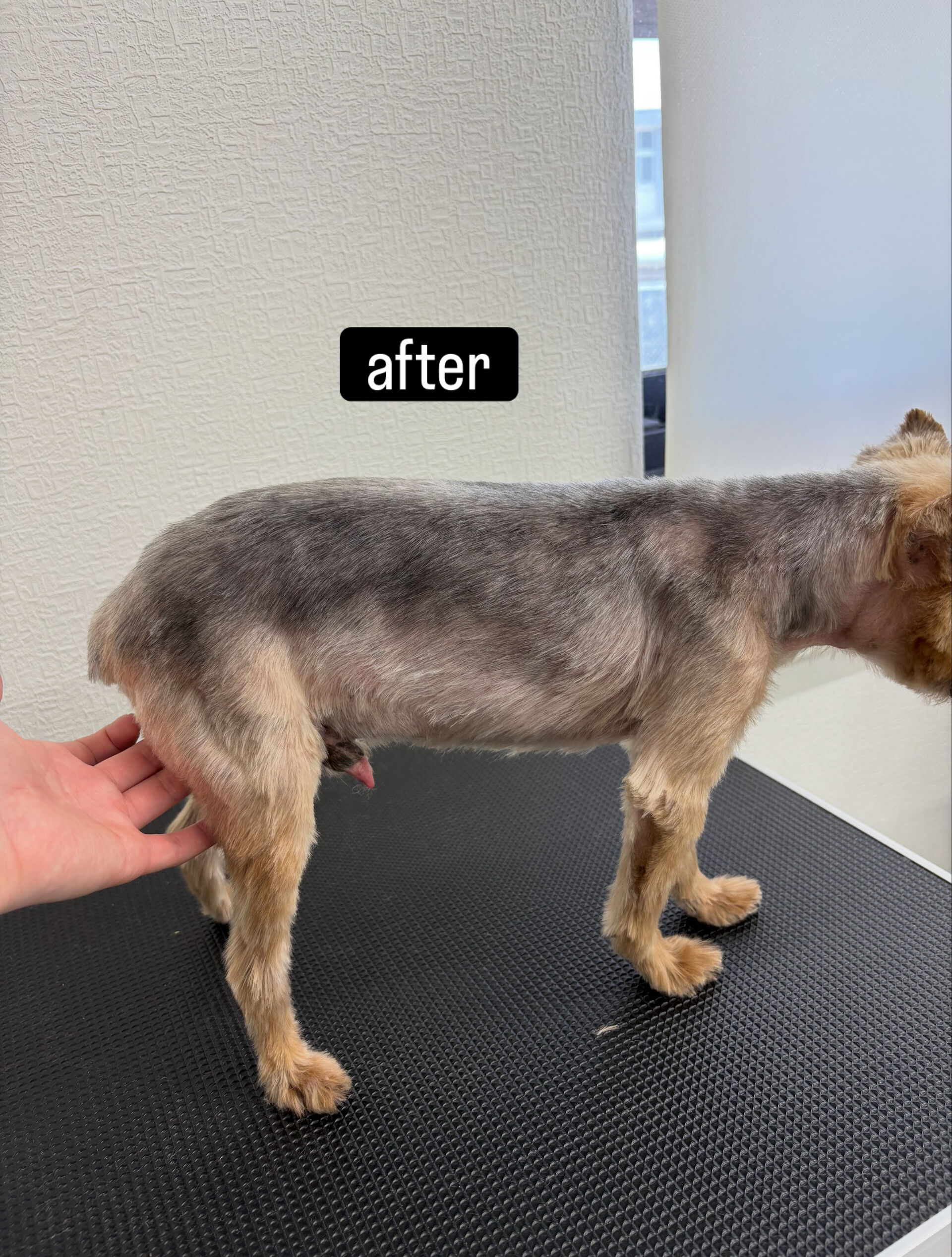 サマーカットご希望でご来店いただきました🐶✂️