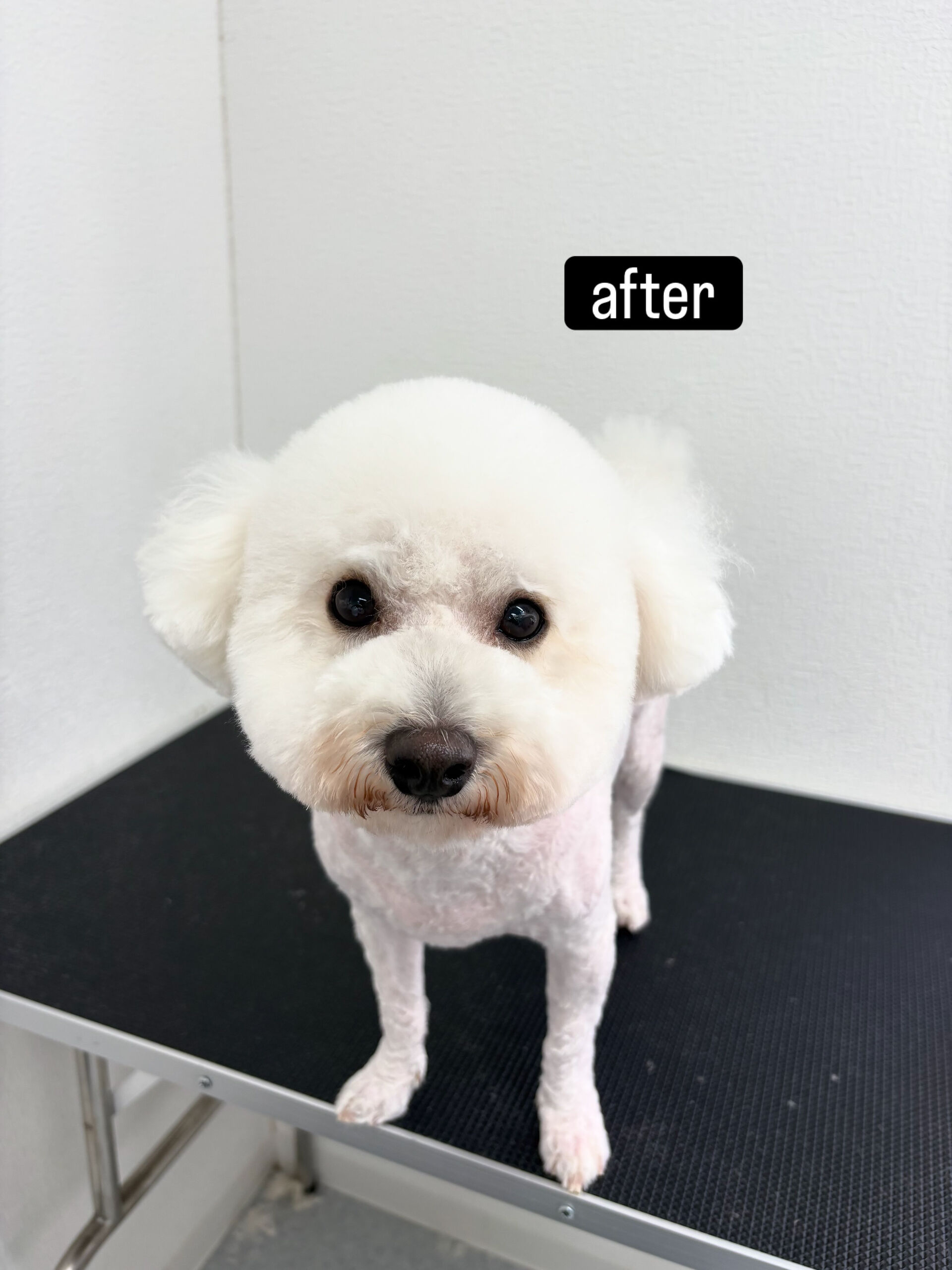 一度サロンでトリミングした後、半年くらい飼い主様がママミング