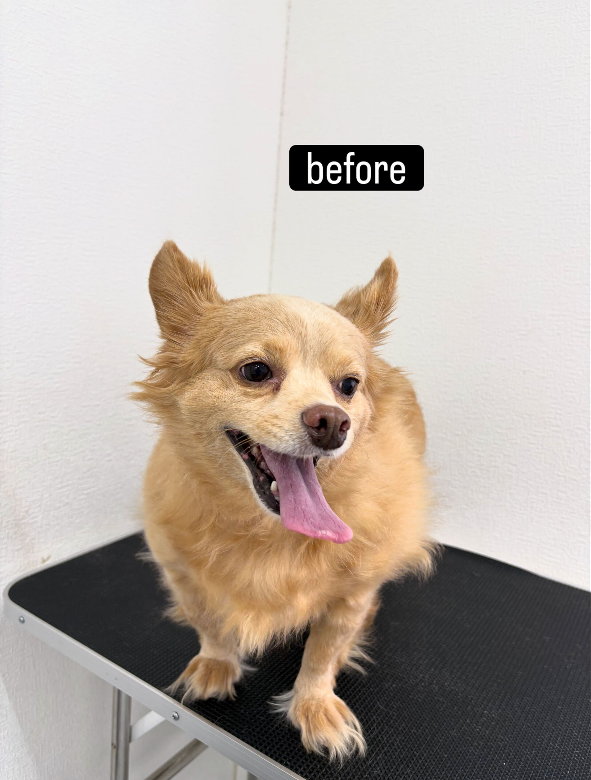 サマーカットご希望でご利用いただきました🐶✂️