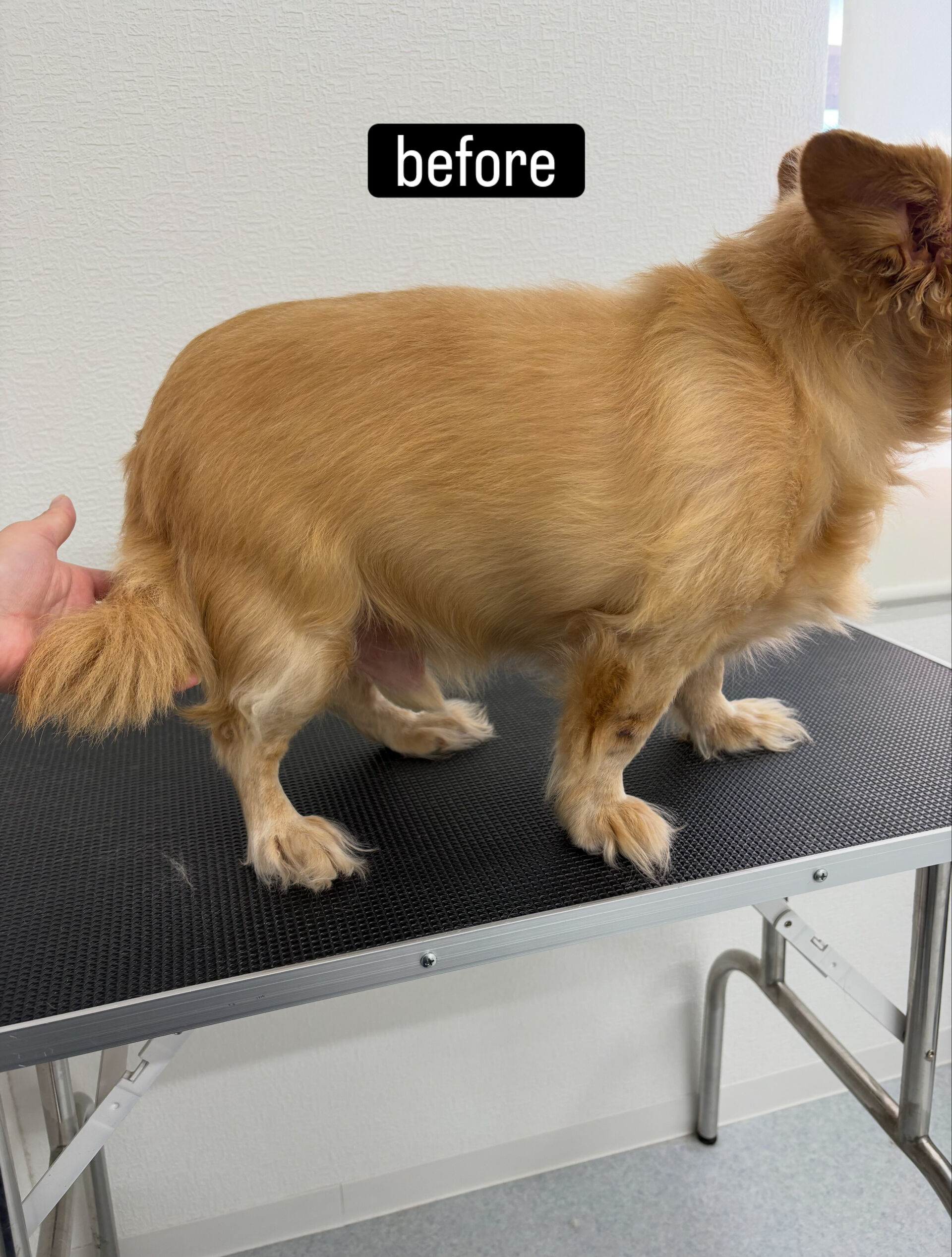サマーカットご希望でご利用いただきました🐶✂️