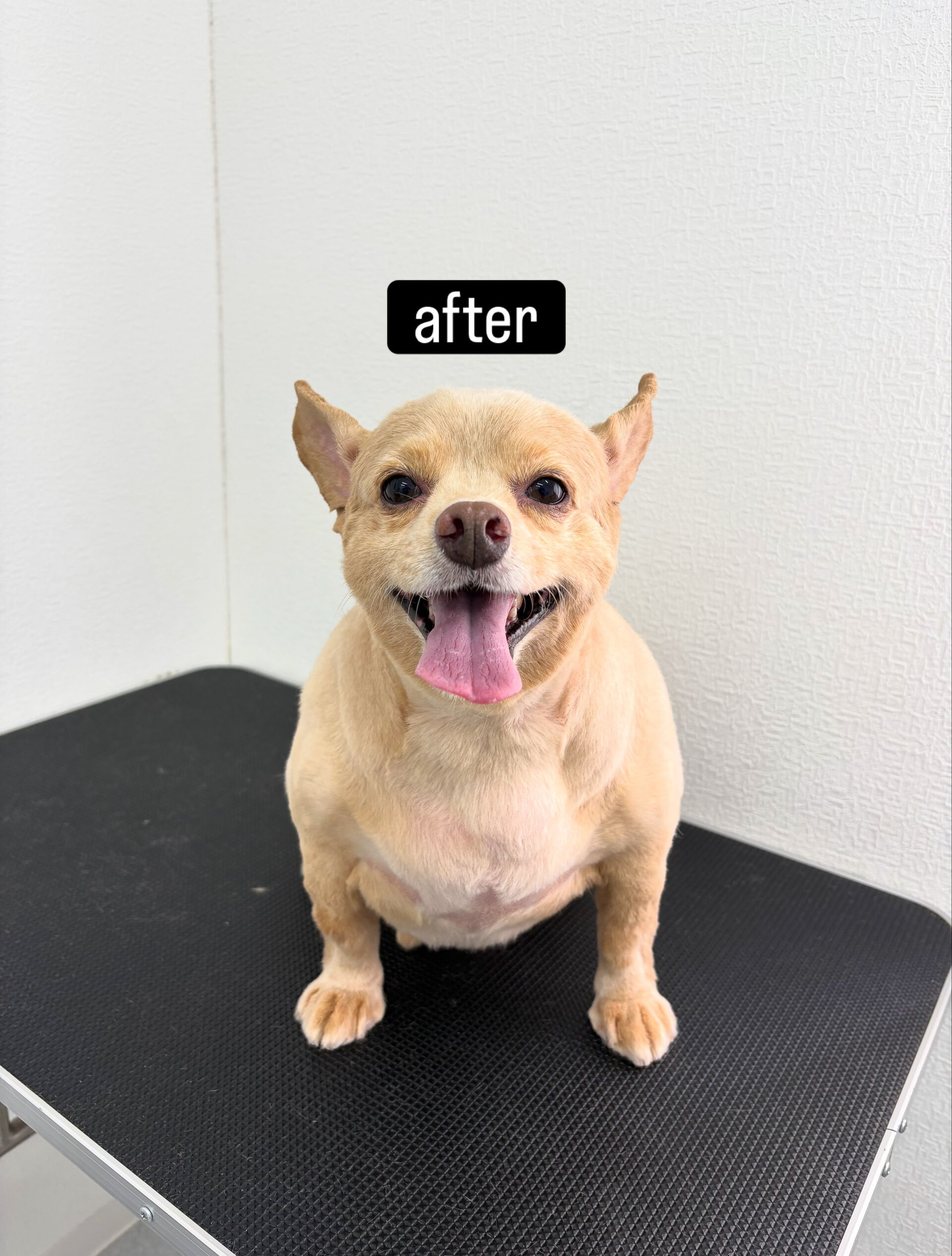 サマーカットご希望でご利用いただきました🐶✂️