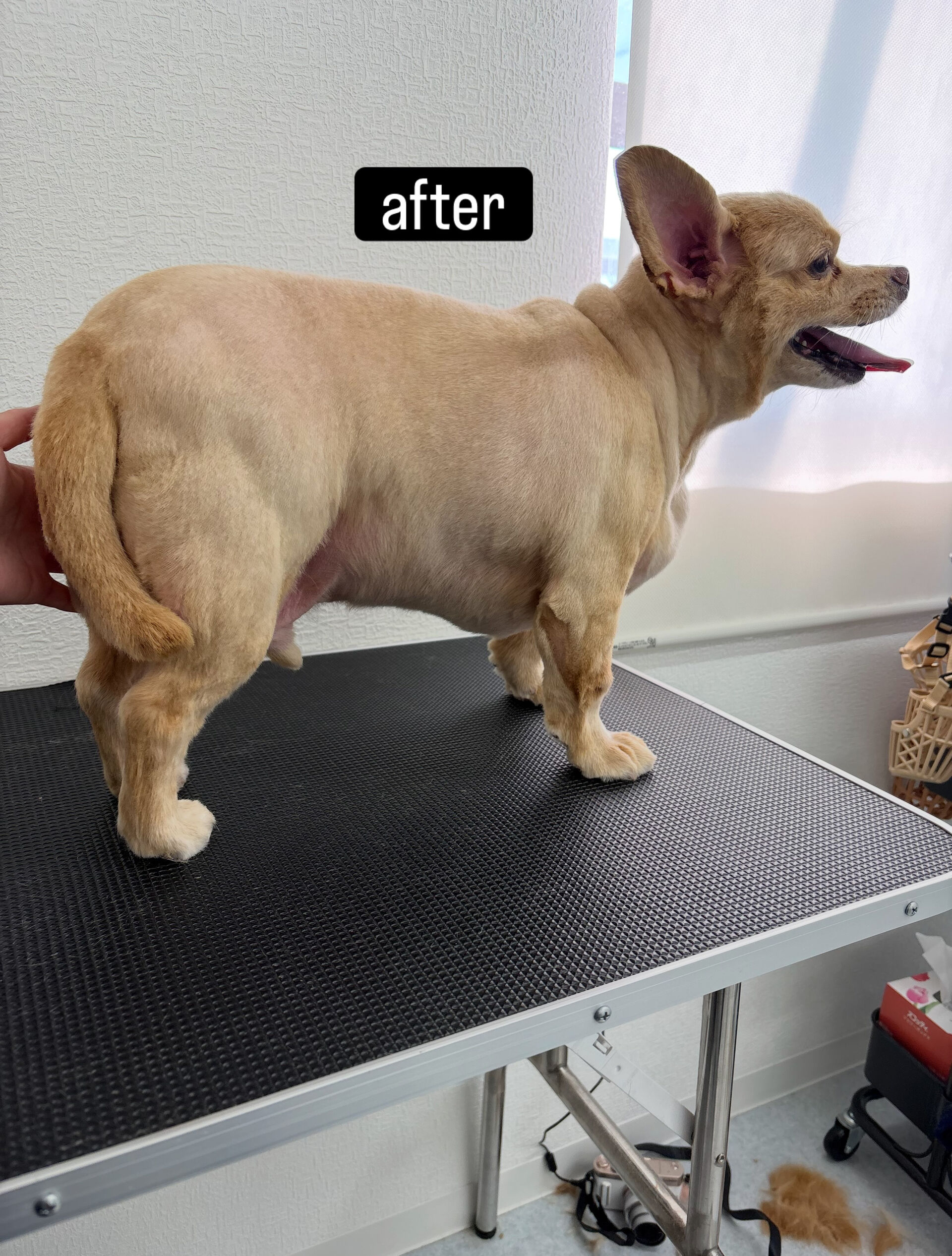 サマーカットご希望でご利用いただきました🐶✂️