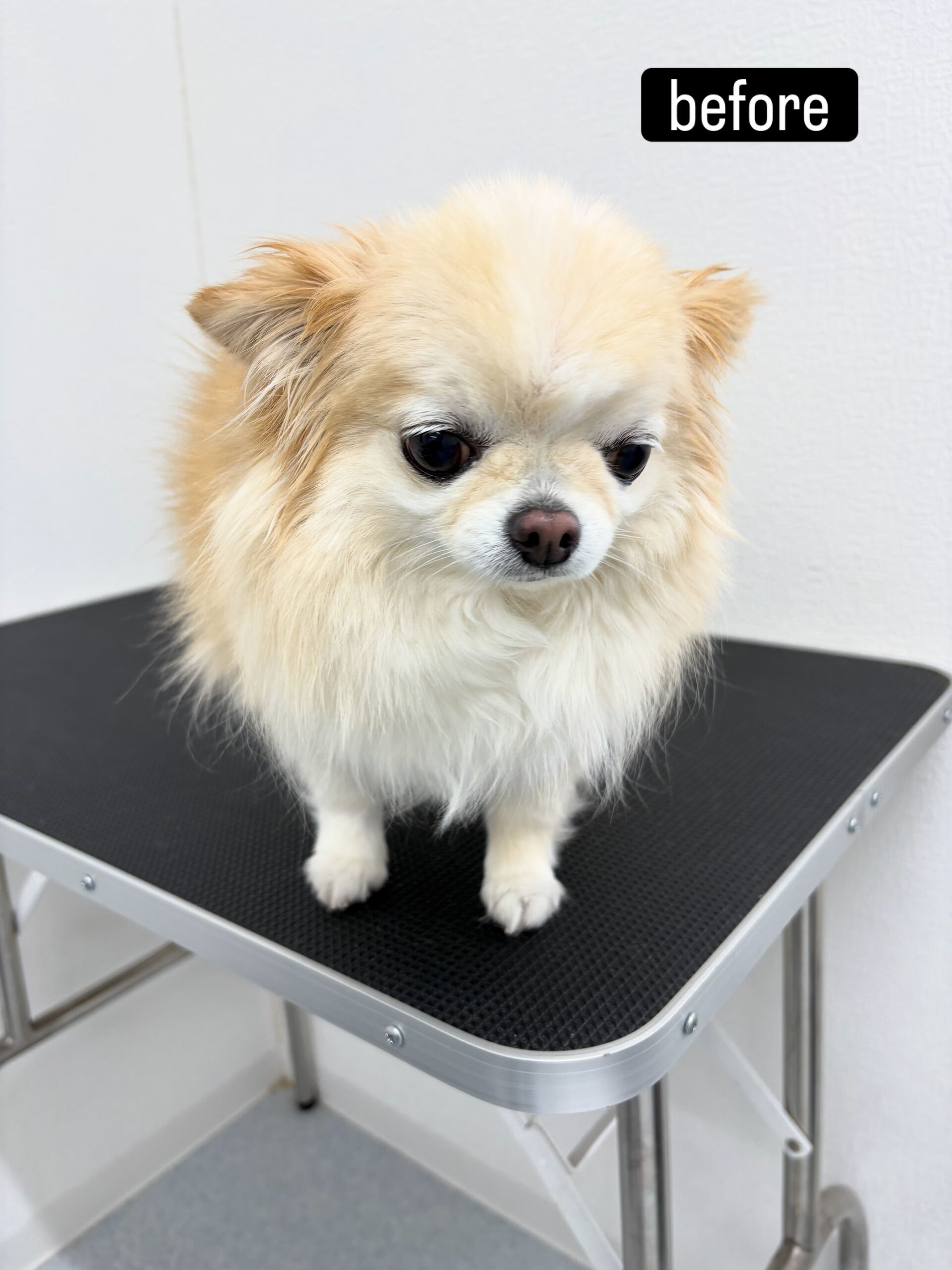 シャンプーコースをご利用いただきました🐶🫧