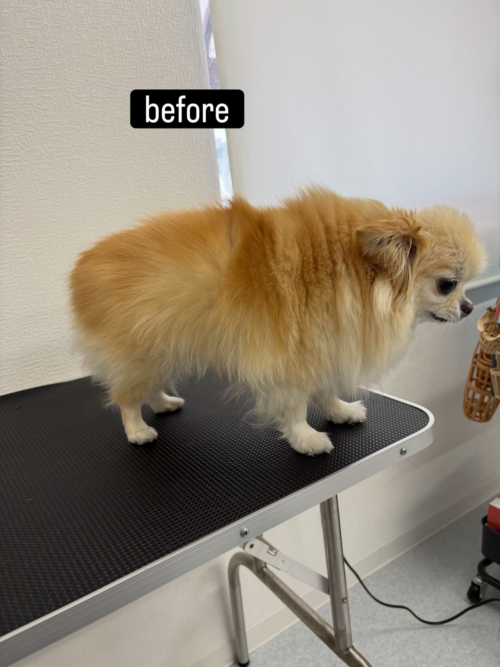 シャンプーコースをご利用いただきました🐶🫧