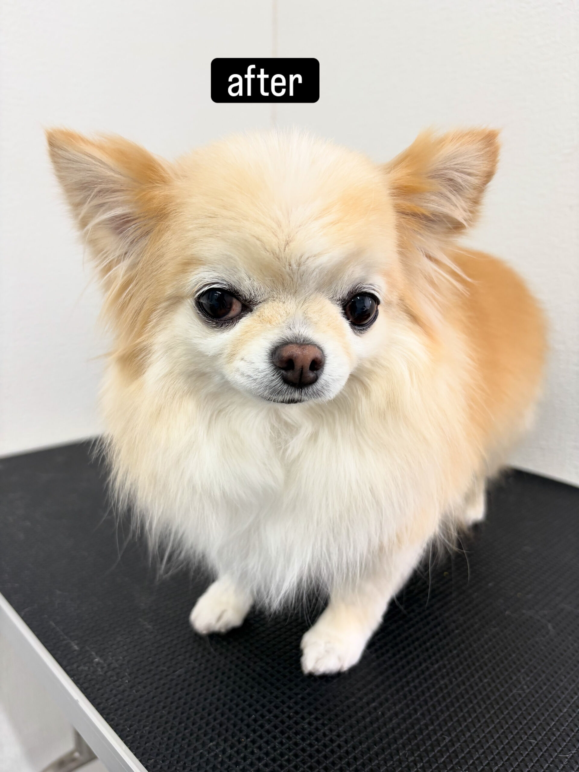 シャンプーコースをご利用いただきました🐶🫧
