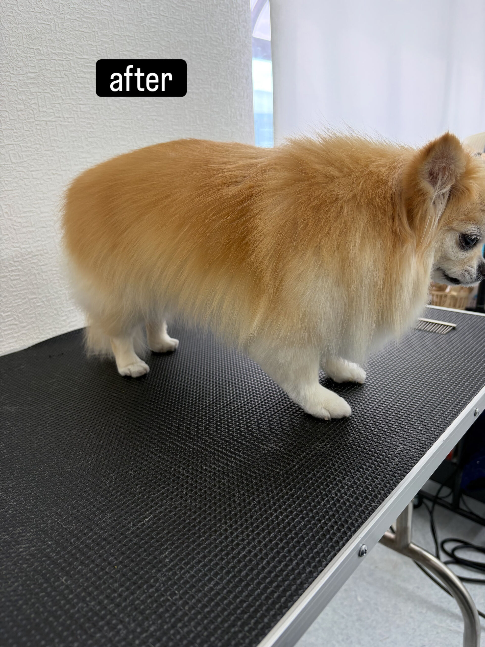 シャンプーコースをご利用いただきました🐶🫧