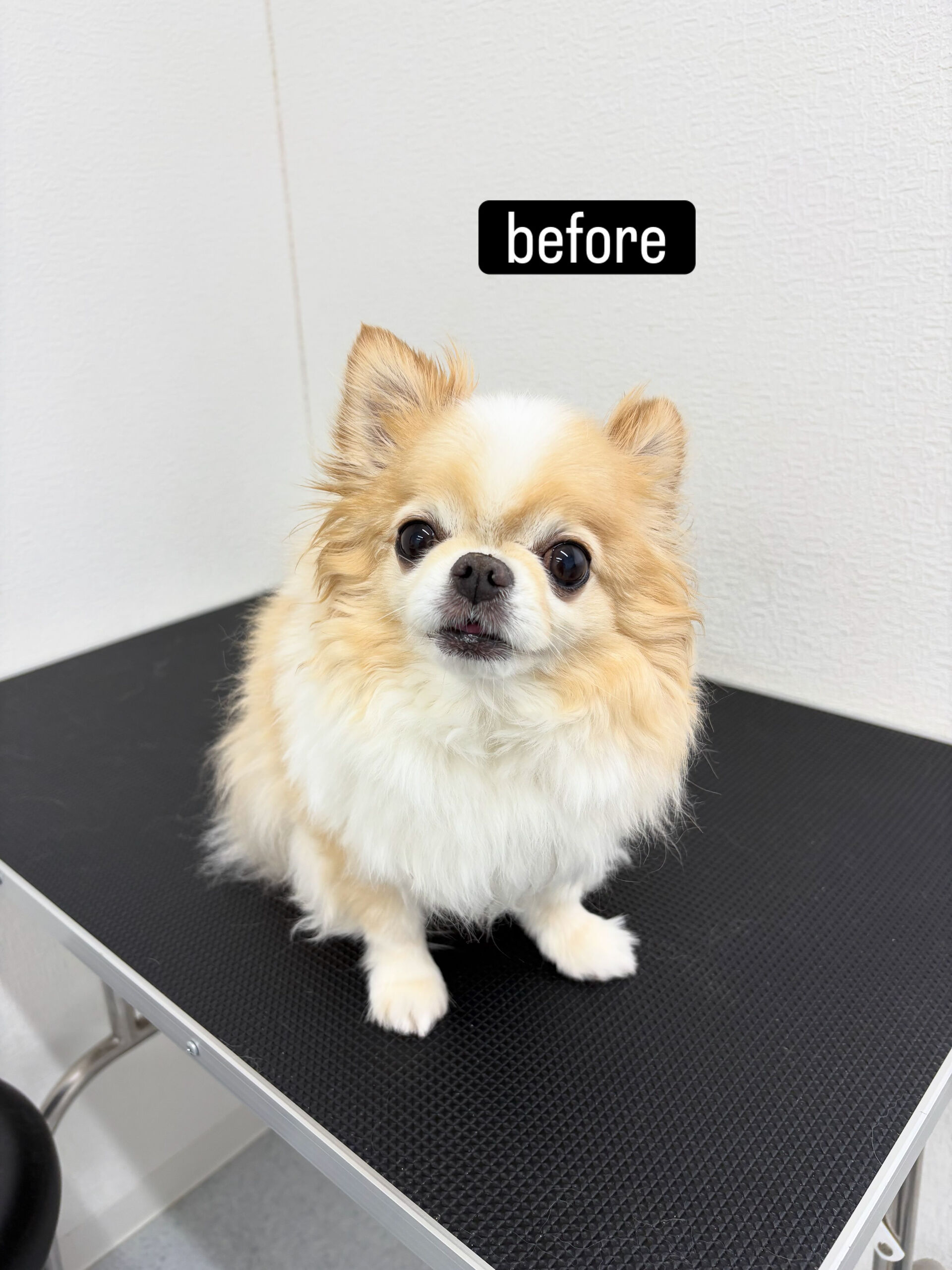 シャンプーコースをご利用いただきました🐶🫧