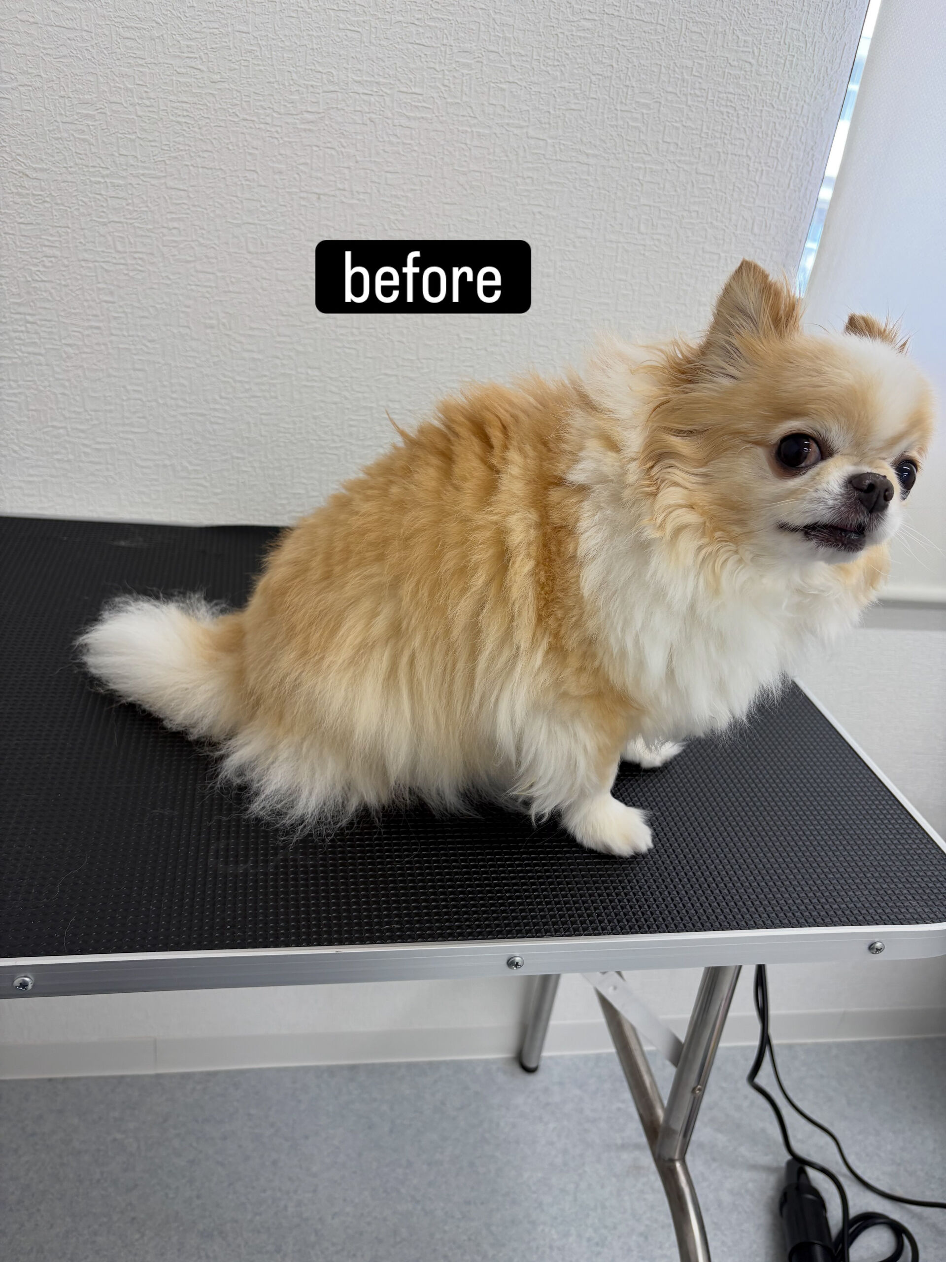 シャンプーコースをご利用いただきました🐶🫧
