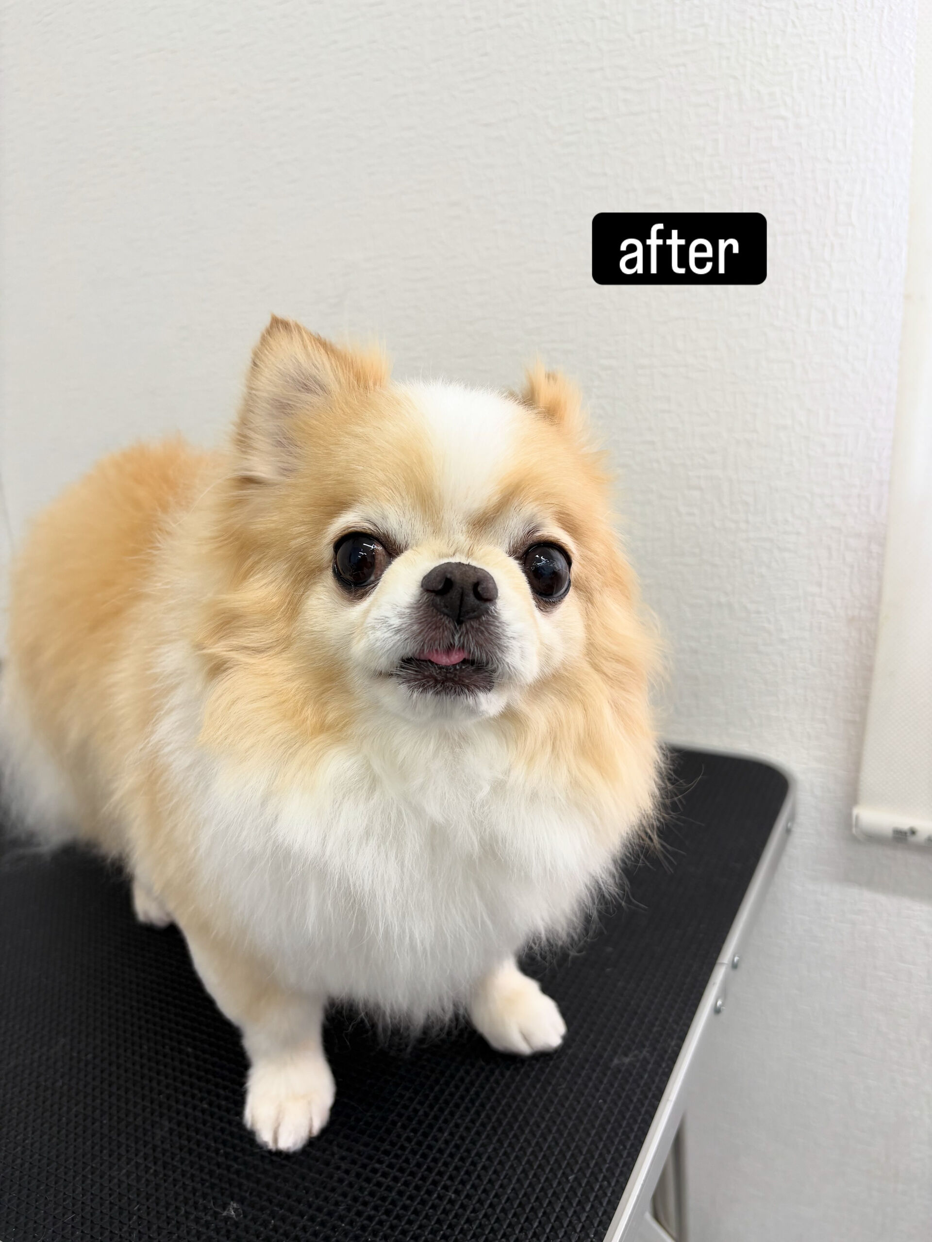 シャンプーコースをご利用いただきました🐶🫧